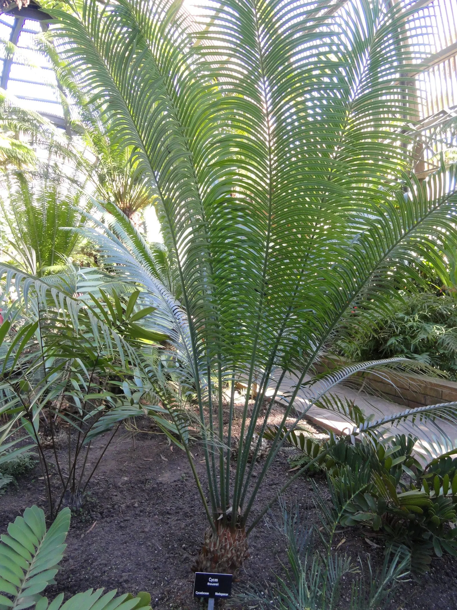 Madagascar Sago (Cycas Thouarsii) — with numerous leaflets that may be up to 5 to 7 inches long