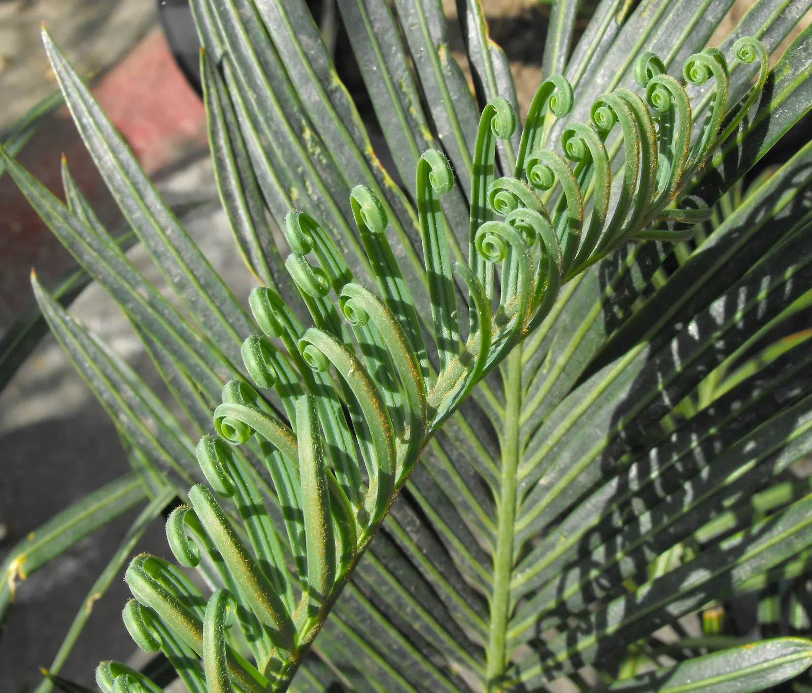 Madagascar Sago (Cycas Thouarsii) — It enjoys full sun to partial shade, making it quite versatile in a landscape