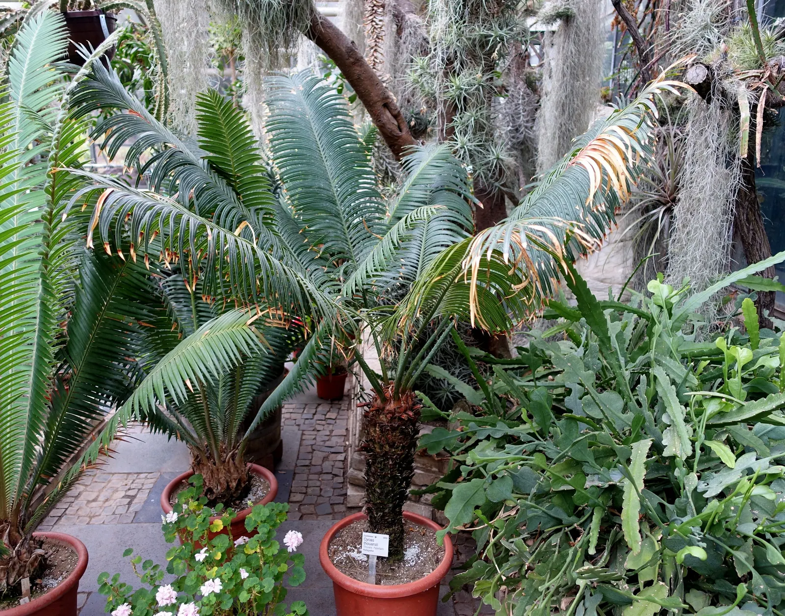 Madagascar Sago (Cycas Thouarsii) — The leaves themselves are pinnate