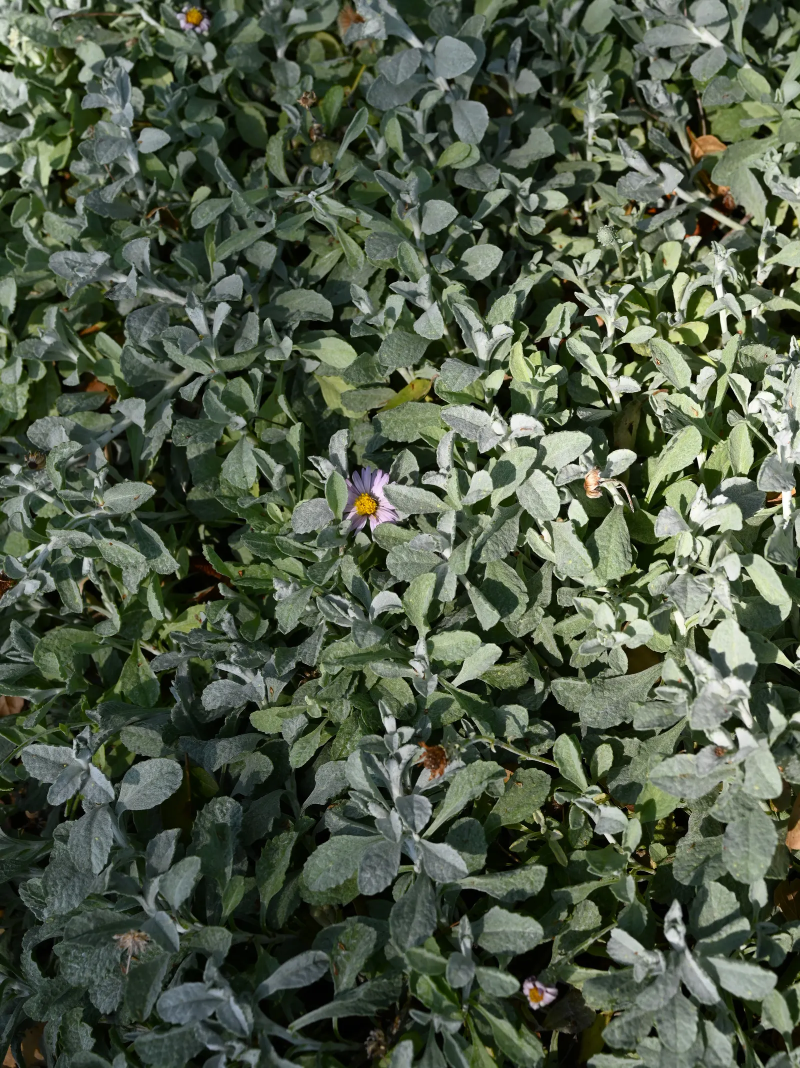 Silver Carpet Corethrogyne (Corethrogyne 'Silver Carpet') — Corethrogyne 'Silver Carpet', or Silver Carpet California Aster, is a low-growing, groundcover