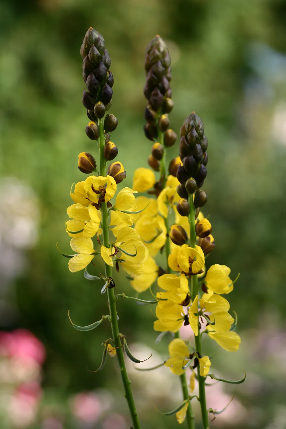 Popcorn Cassia, African Cassia (Senna Didymobotrya) — this plant is renowned for its pinnate; this species thrives in full sun to partial shade and, image 67