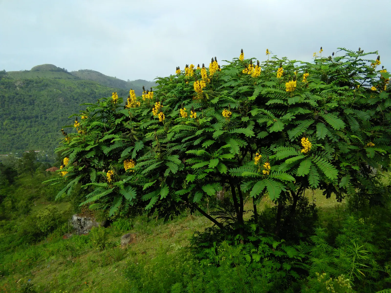 Popcorn Cassia, African Cassia (Senna Didymobotrya) — and it blooms with bright yellow; this species thrives in full sun to partial shade and prefers