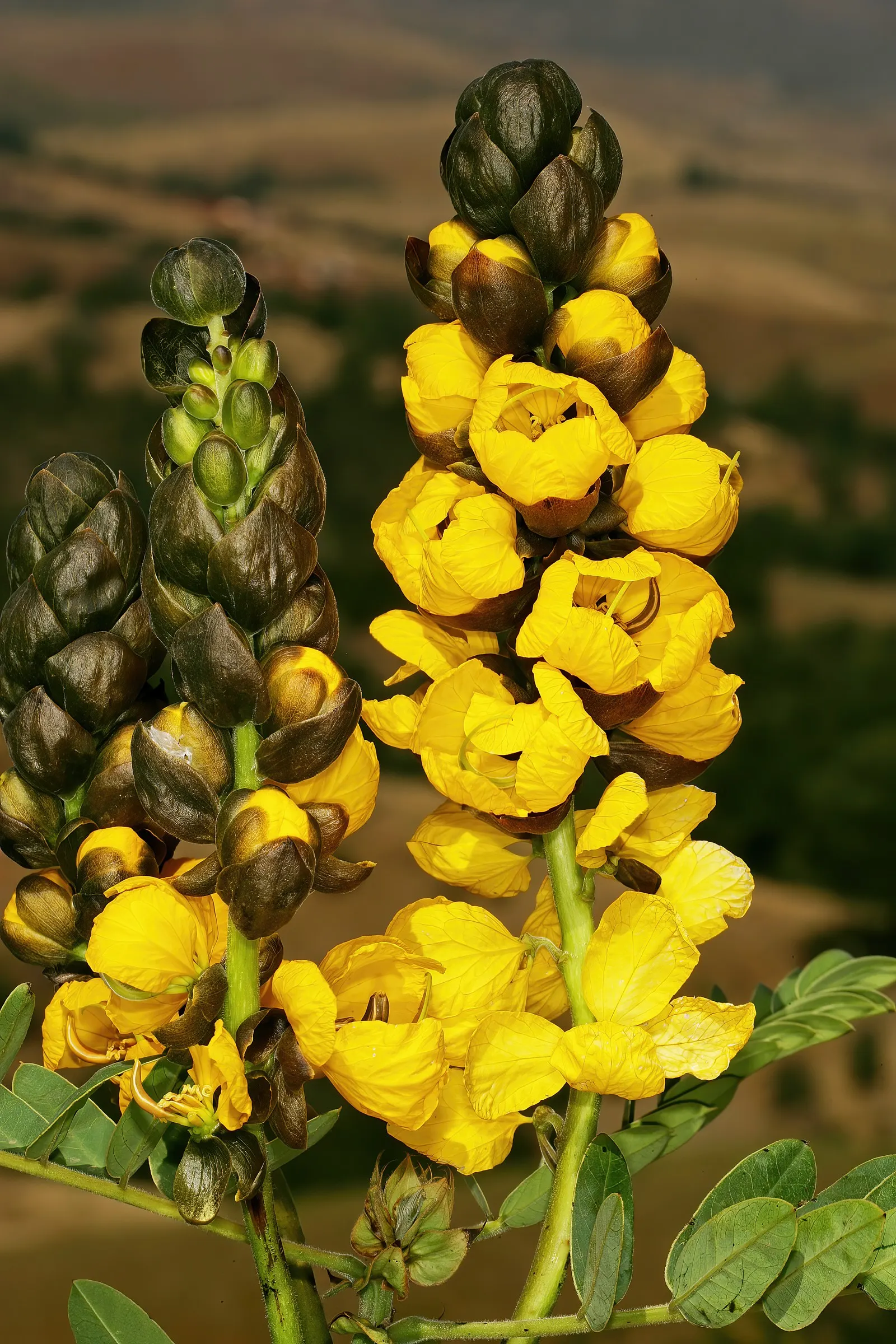 Popcorn Cassia, African Cassia (Senna Didymobotrya) — It also serves as an attractive plant for pollinators, inviting a variety of bees and butterflies; this