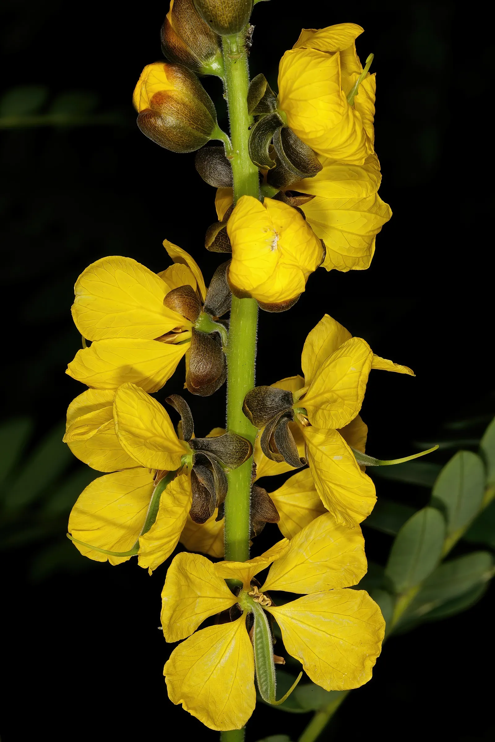 Popcorn Cassia, African Cassia (Senna Didymobotrya) — the plant's unique fragrance adds an olfactory dimension to the garden that is particularly, image 77