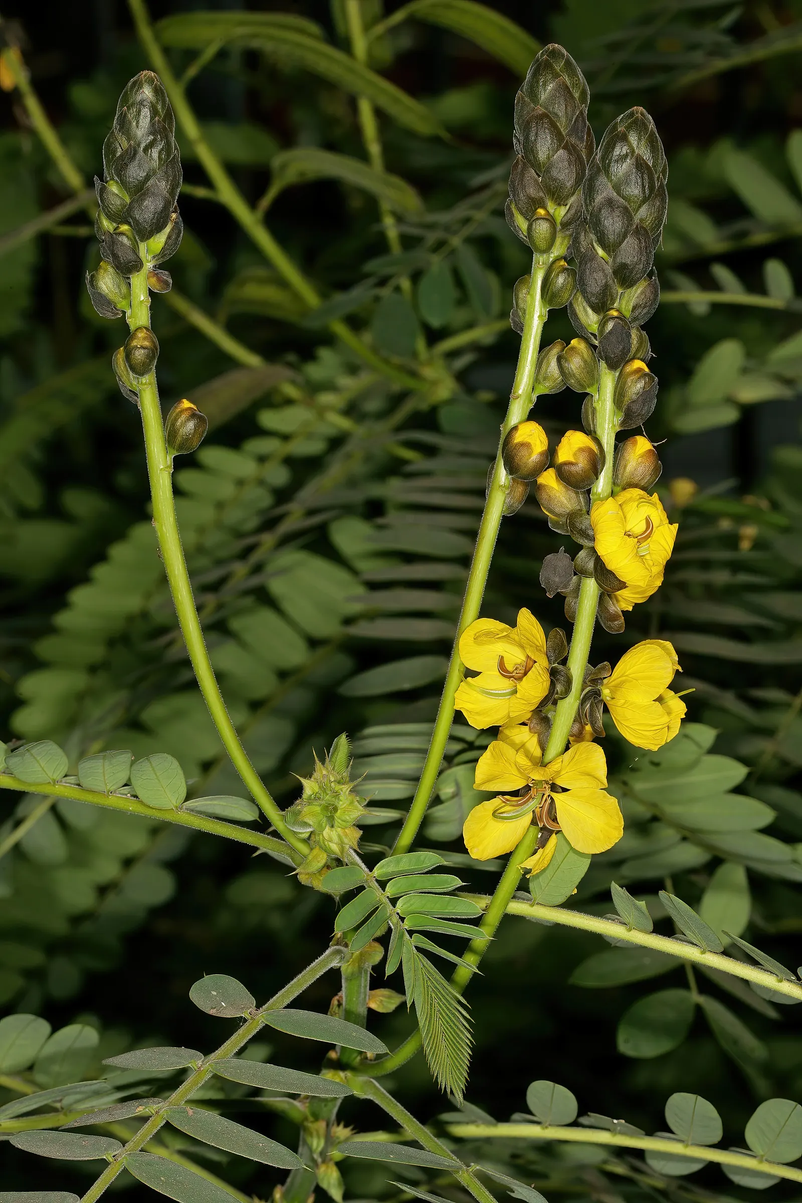 Popcorn Cassia, African Cassia (Senna Didymobotrya) — the Senna didymobotrya is ideal for adding both vertical interest and a splash of color to garden