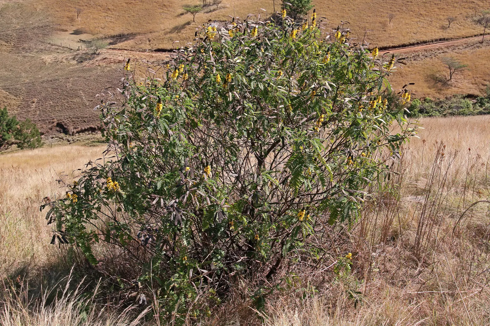 Popcorn Cassia, African Cassia (Senna Didymobotrya) — with a spread of 2 to 3 feet; its striking appearance, paired with its aromatic qualities, ensures a
