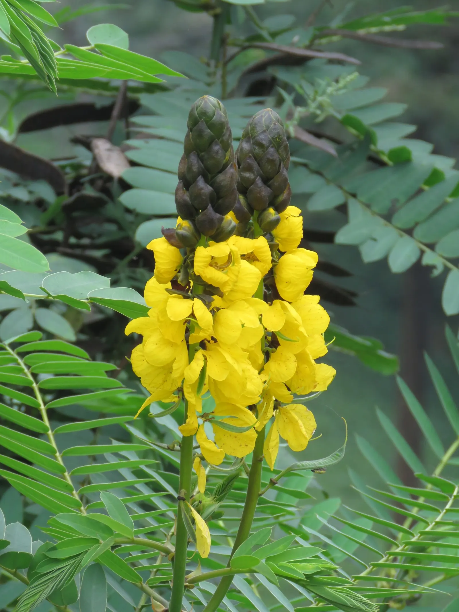 Popcorn Cassia, African Cassia (Senna Didymobotrya) — Ideal for USDA zones 9-11, it prefers full sun and well-draining soils; butterfly-attracting, image 61
