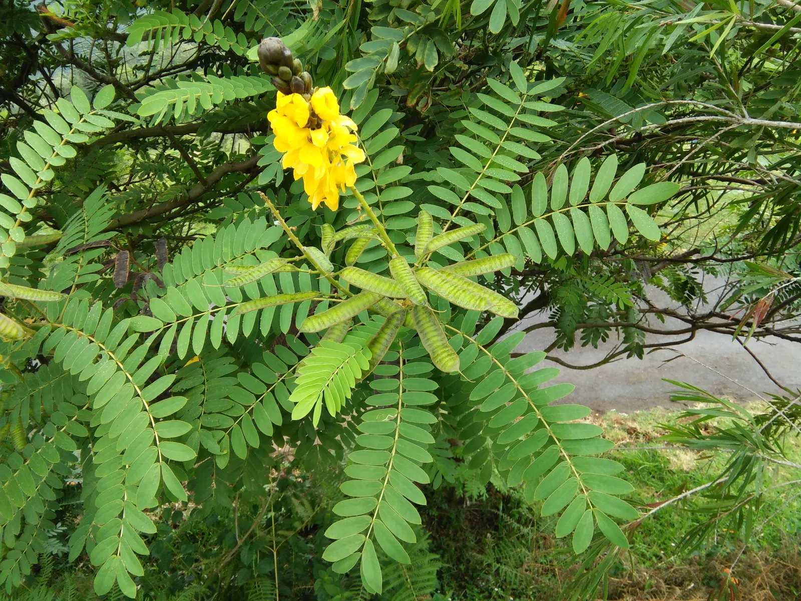 Popcorn Cassia, African Cassia (Senna Didymobotrya) — the Senna didymobotrya is ideal for adding both vertical interest and a splash of color to garden designs