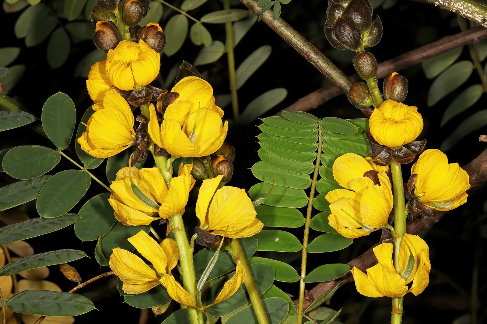 Popcorn Cassia, African Cassia (Senna Didymobotrya) — yellow flowers in the garden