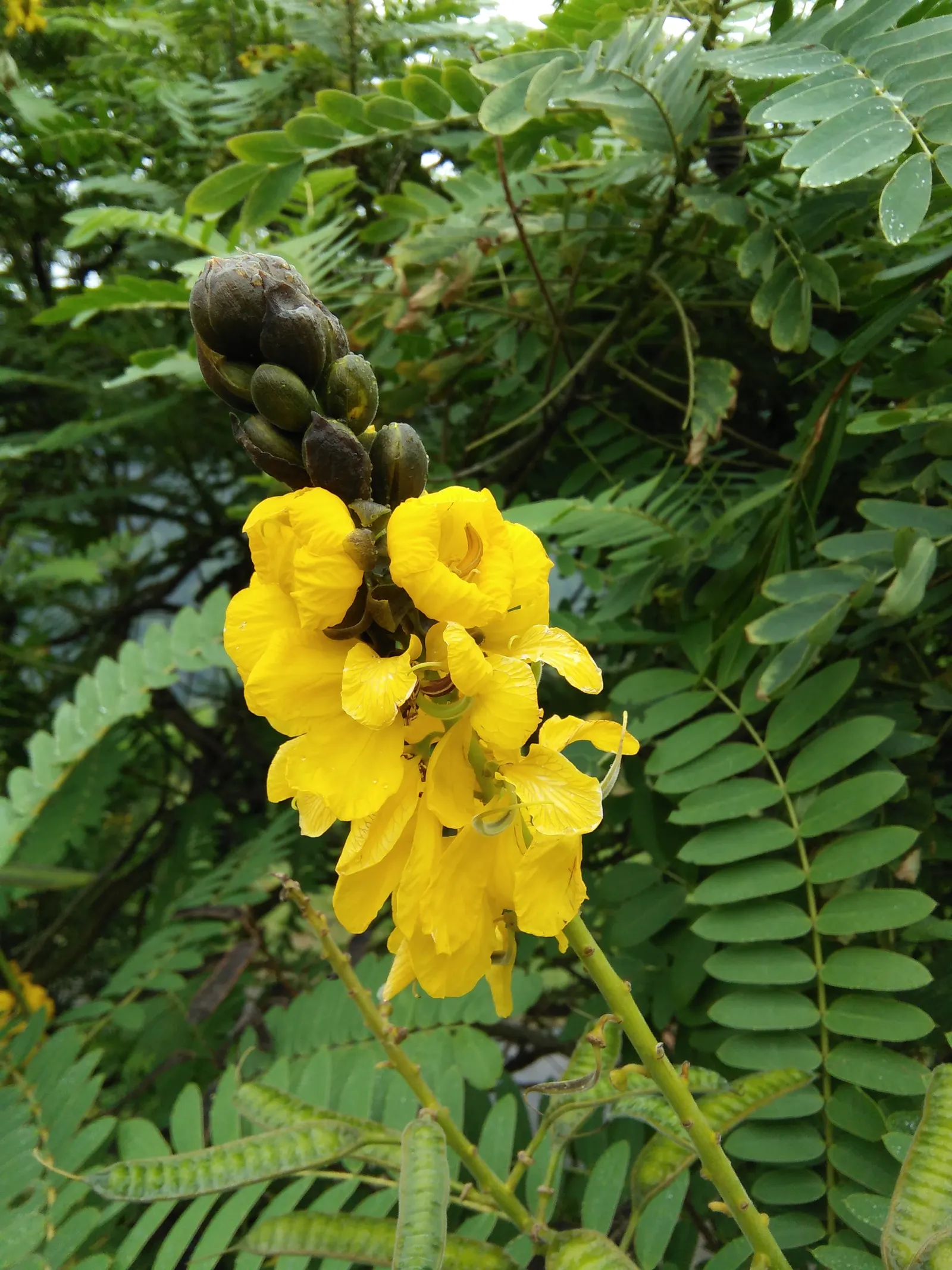 Popcorn Cassia, African Cassia (Senna Didymobotrya) — Prune regularly to maintain shape; this species thrives in full sun to partial shade and prefers