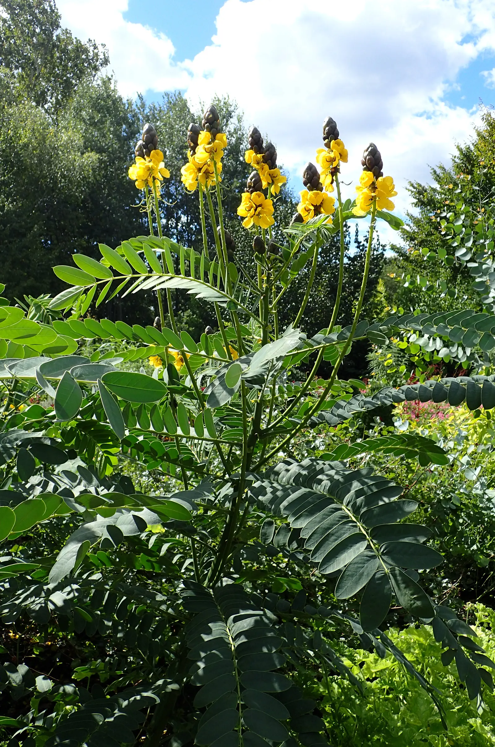 Popcorn Cassia, African Cassia (Senna Didymobotrya) — is a vibrant herbaceous perennial that brings a unique sensory experience to any landscape; this plant is