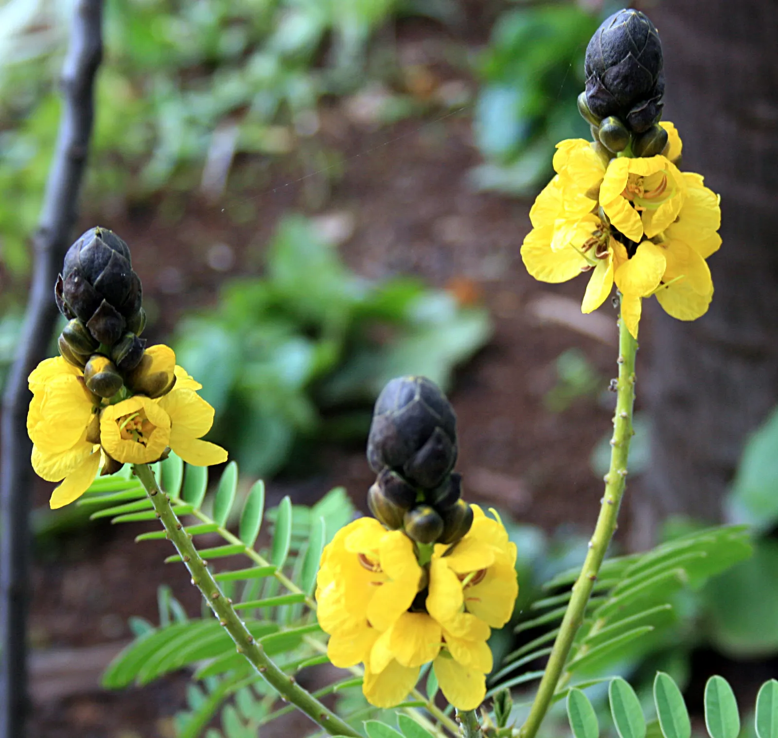 Popcorn Cassia, African Cassia (Senna Didymobotrya) — is a vibrant perennial shrub reaching up to 6-10 feet tall and spreading 3-5 feet wide, image 29