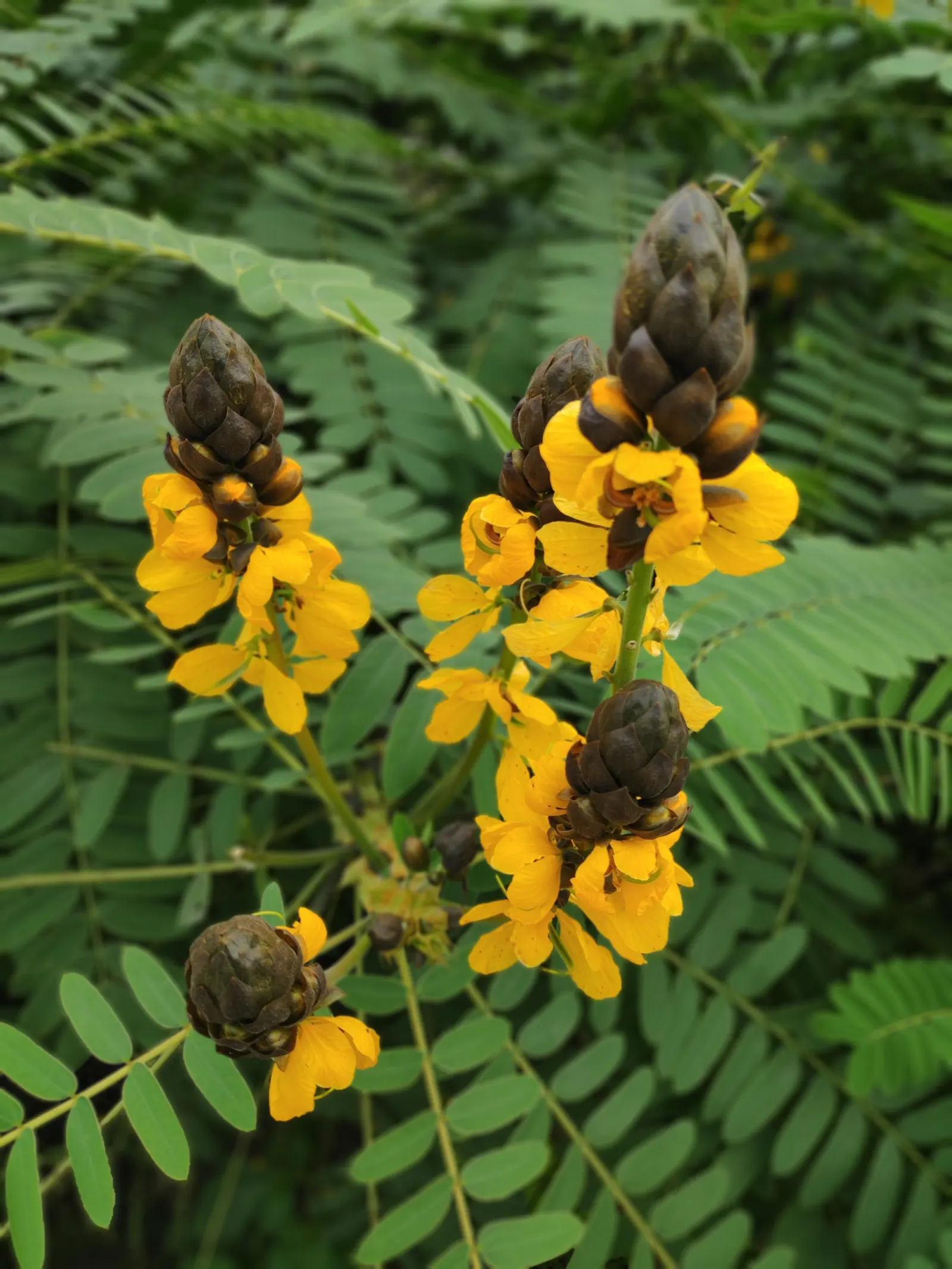 Popcorn Cassia, African Cassia (Senna Didymobotrya) — Each raceme measures approximately 12 to 20 inches in length; butterfly-attracting flowers in summer to