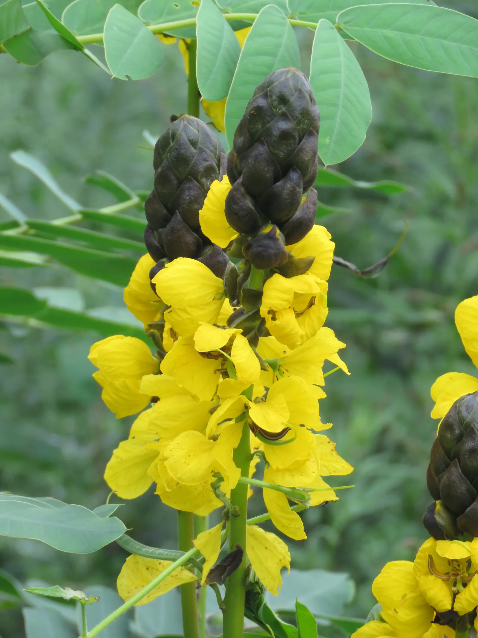 Popcorn Cassia, African Cassia (Senna Didymobotrya) — the plant's unique fragrance adds an olfactory dimension to the garden that is particularly, image 49
