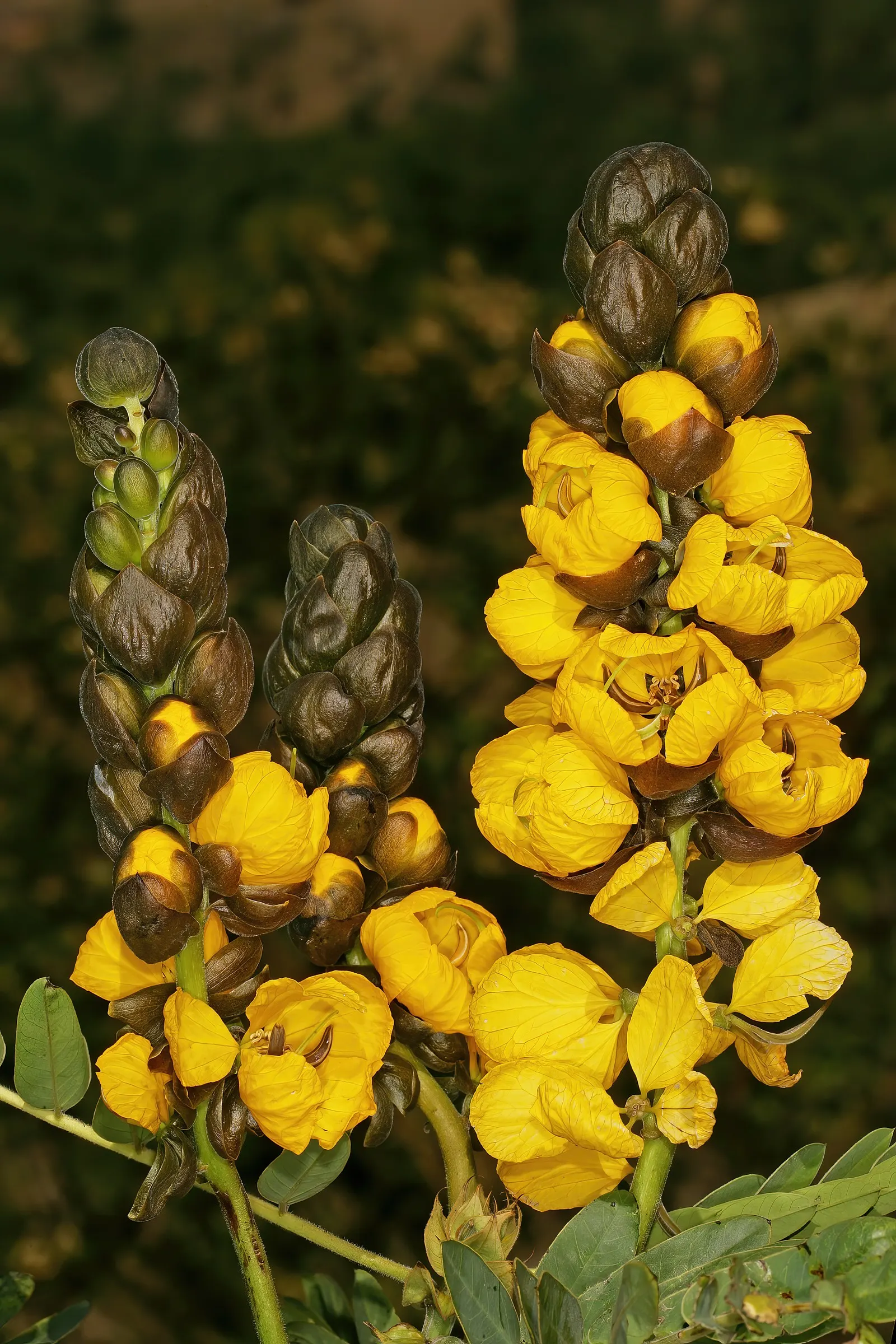 Popcorn Cassia, African Cassia (Senna Didymobotrya) — the flowers exude a distinctive scent reminiscent of buttered popcorn