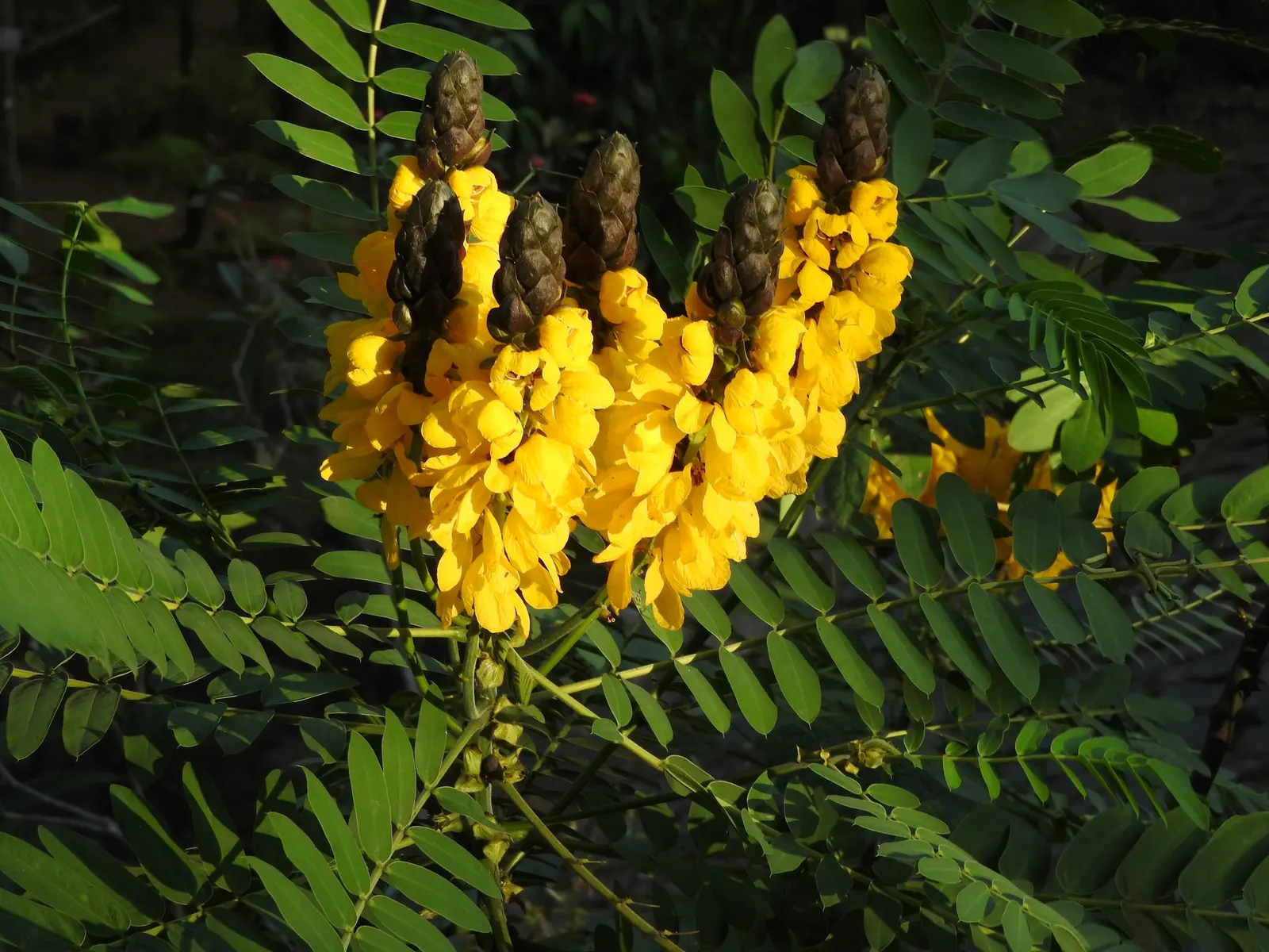 Popcorn Cassia, African Cassia (Senna Didymobotrya) — Prune regularly to maintain shape