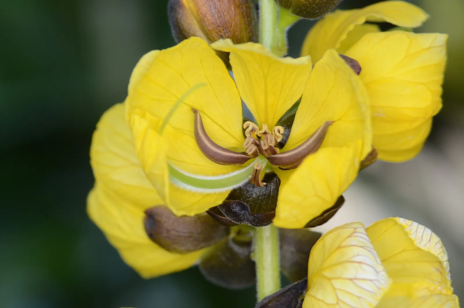 Popcorn Cassia, African Cassia (Senna Didymobotrya) — demonstrating moderate drought tolerance once established.<br><br>Moreover