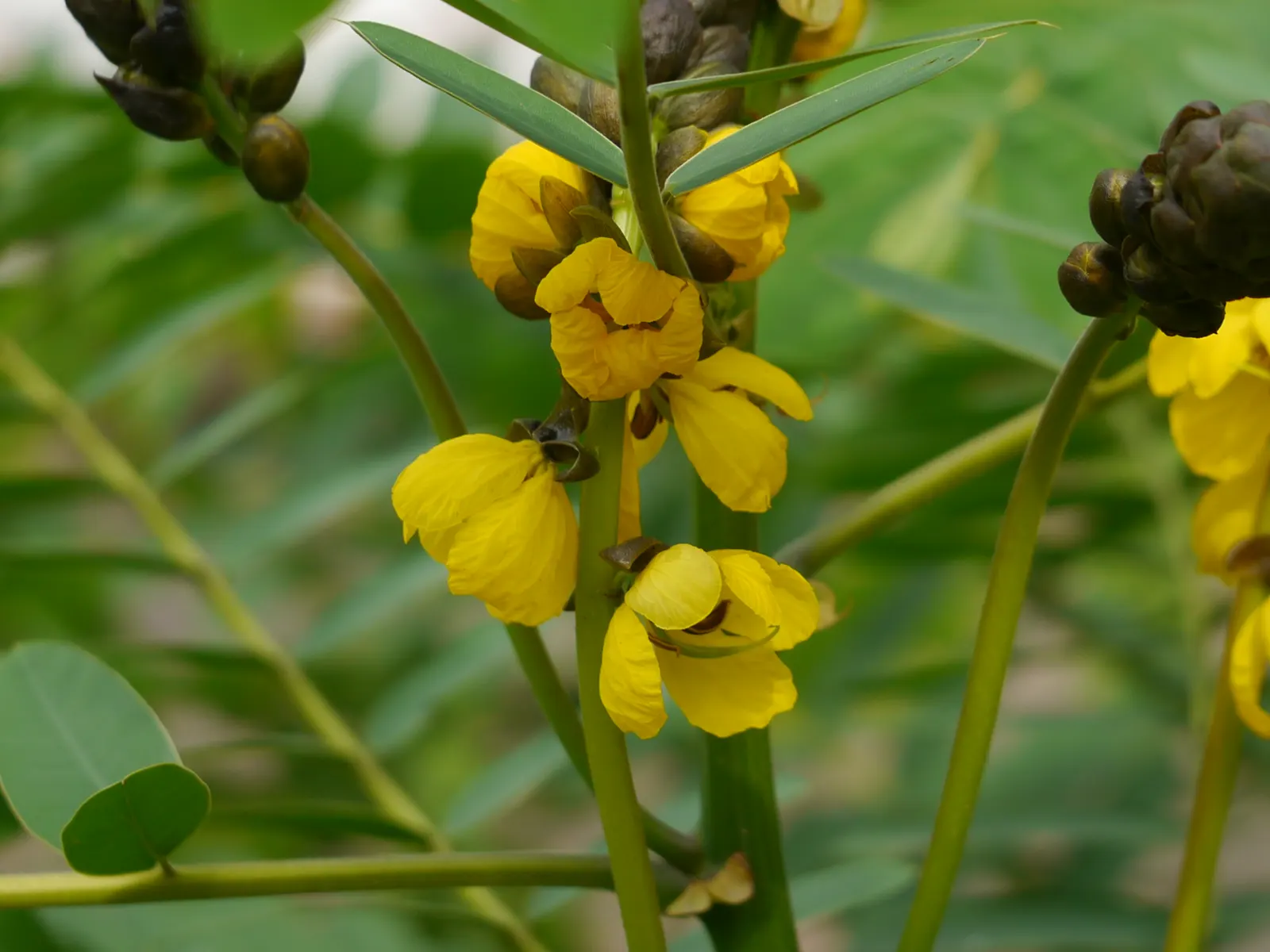 Popcorn Cassia, African Cassia (Senna Didymobotrya) — is a vibrant herbaceous perennial that brings a unique sensory experience to any landscape