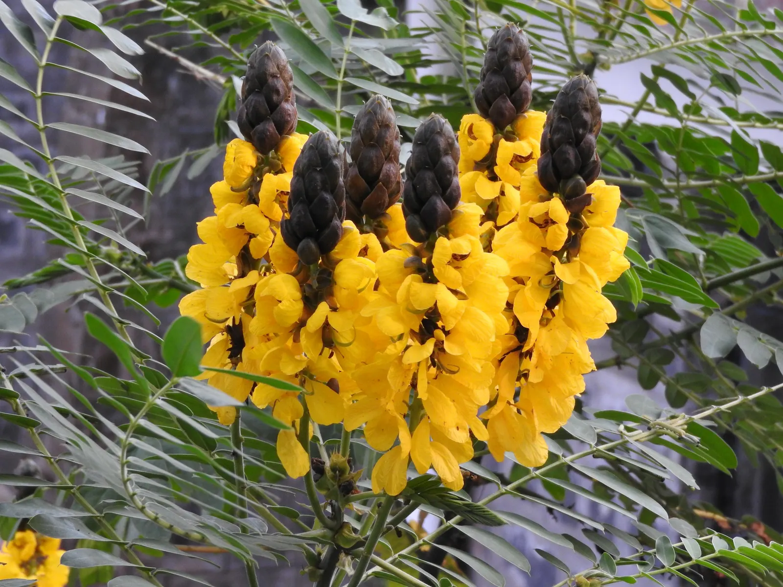 Popcorn Cassia, African Cassia (Senna Didymobotrya) — the Senna didymobotrya is ideal for adding both vertical interest and a splash of color to, image 73