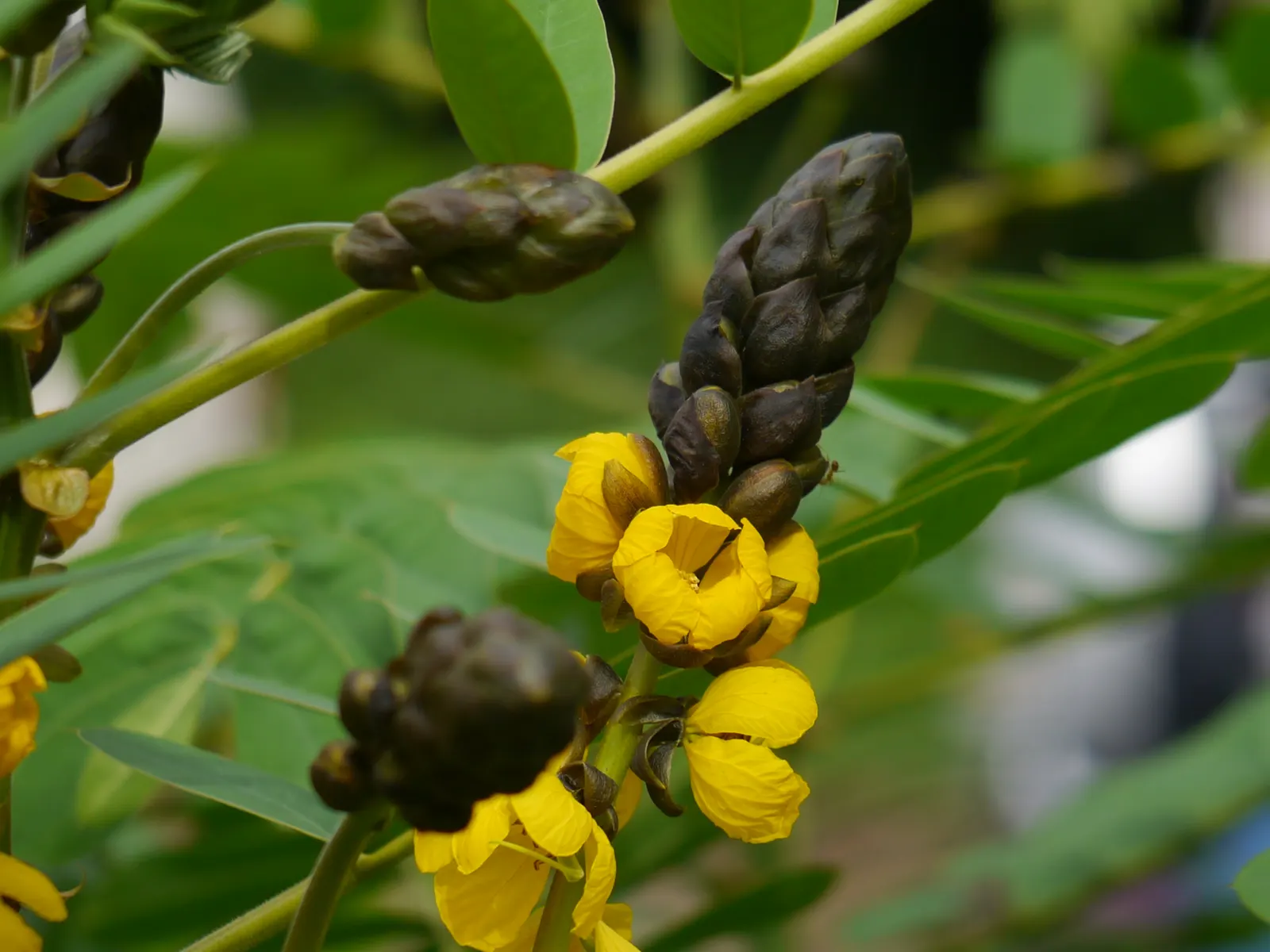 Popcorn Cassia, African Cassia (Senna Didymobotrya) — Use as an eye-catching accent or privacy screen; this plant is renowned for its pinnate, image 62