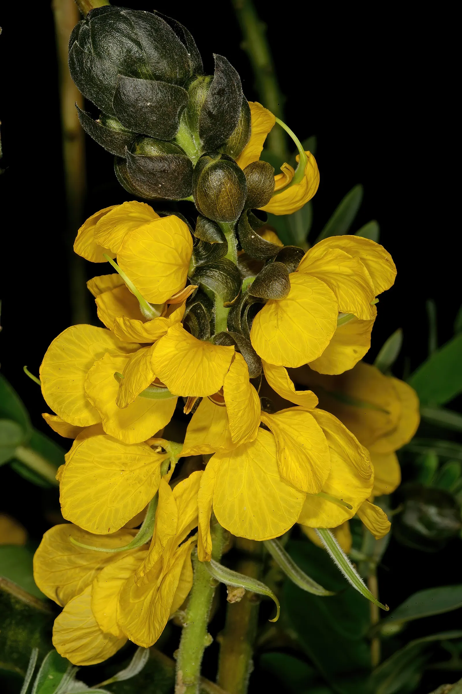 Popcorn Cassia, African Cassia (Senna Didymobotrya) — Its pinnate foliage emits a popcorn-like scent when brushed; this plant is renowned for its, image 58