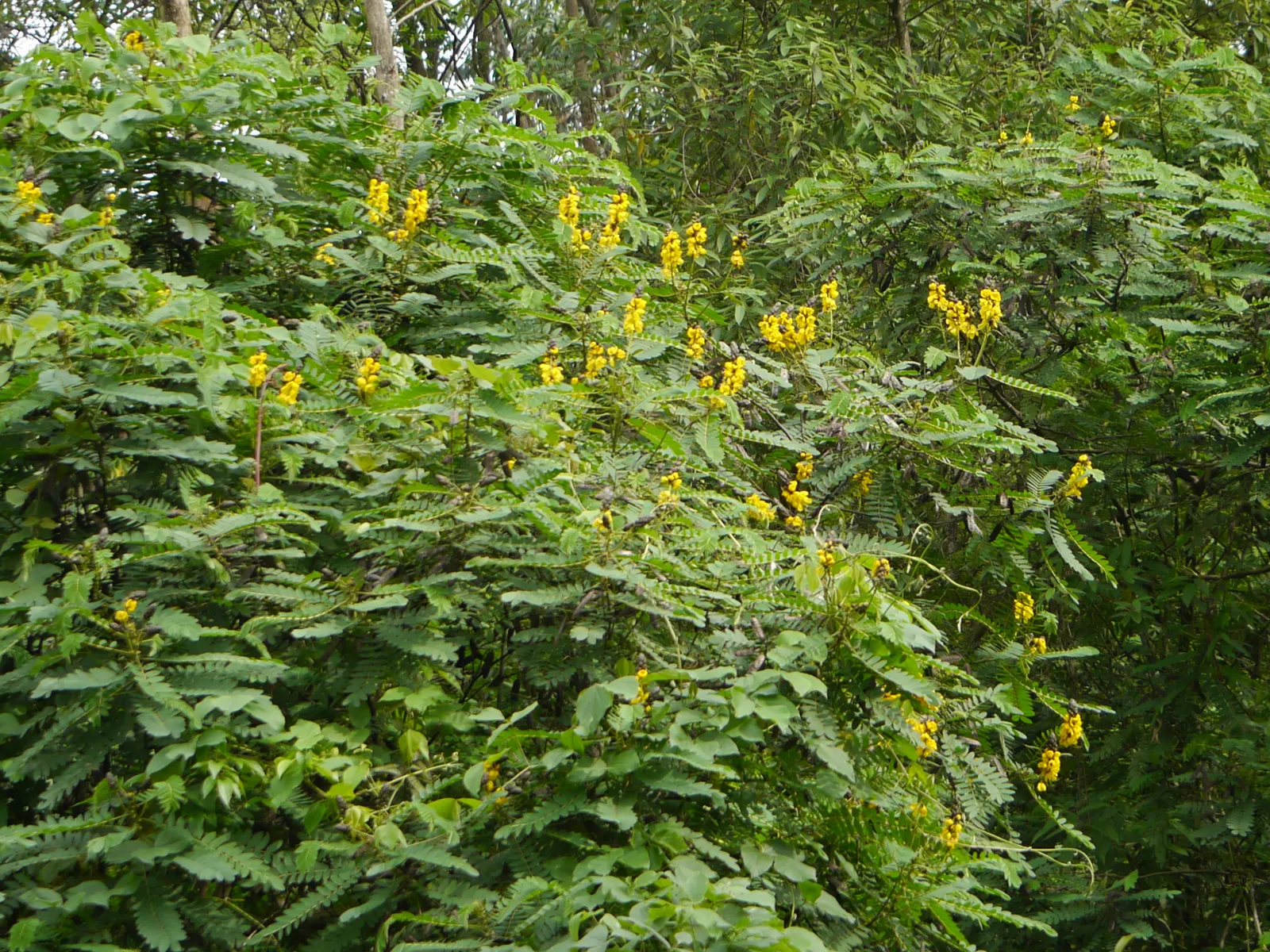 Popcorn Cassia, African Cassia (Senna Didymobotrya) — hence the common name 'Popcorn Cassia.'<br><br>Reaching an average height of 4 to 6 feet