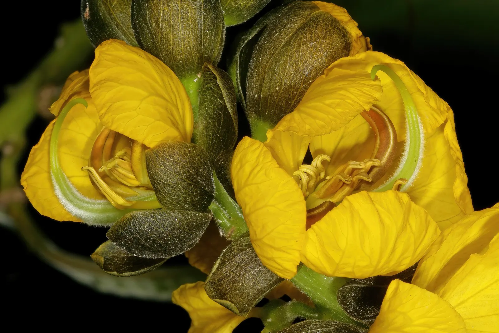 Popcorn Cassia, African Cassia (Senna Didymobotrya) — hence the common name 'Popcorn Cassia.'<br><br>Reaching an average height of 4 to 6 feet, image 71