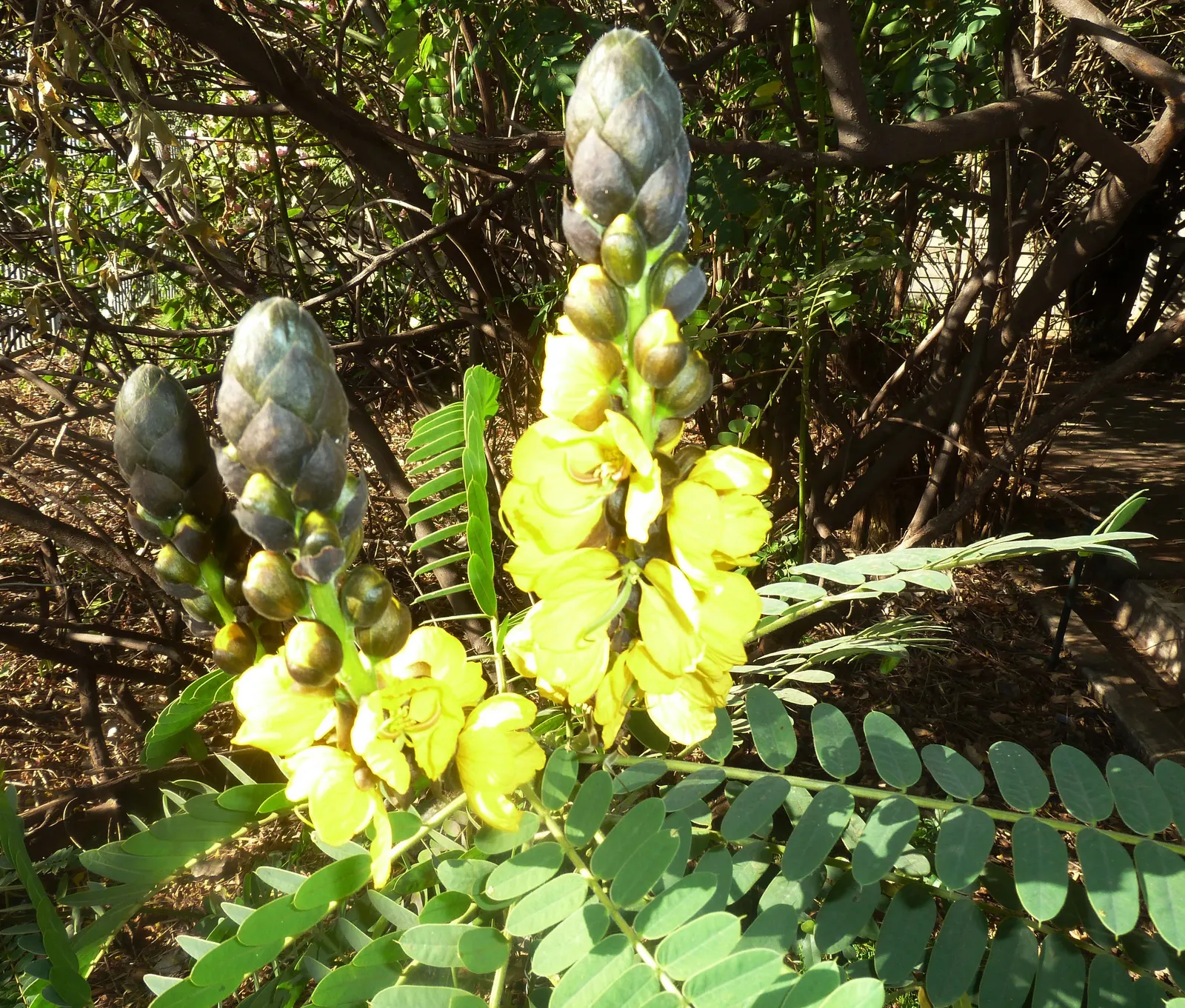 Popcorn Cassia, African Cassia (Senna Didymobotrya) — It also serves as an attractive plant for pollinators, inviting a variety of bees and butterflies