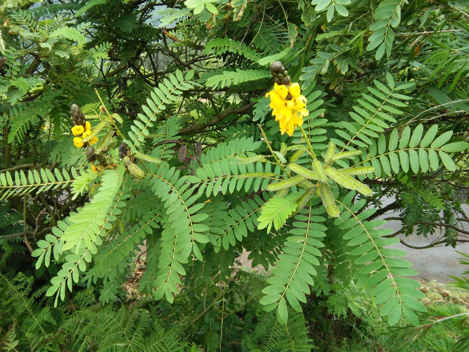 Popcorn Cassia, African Cassia (Senna Didymobotrya) — and it blooms with bright yellow