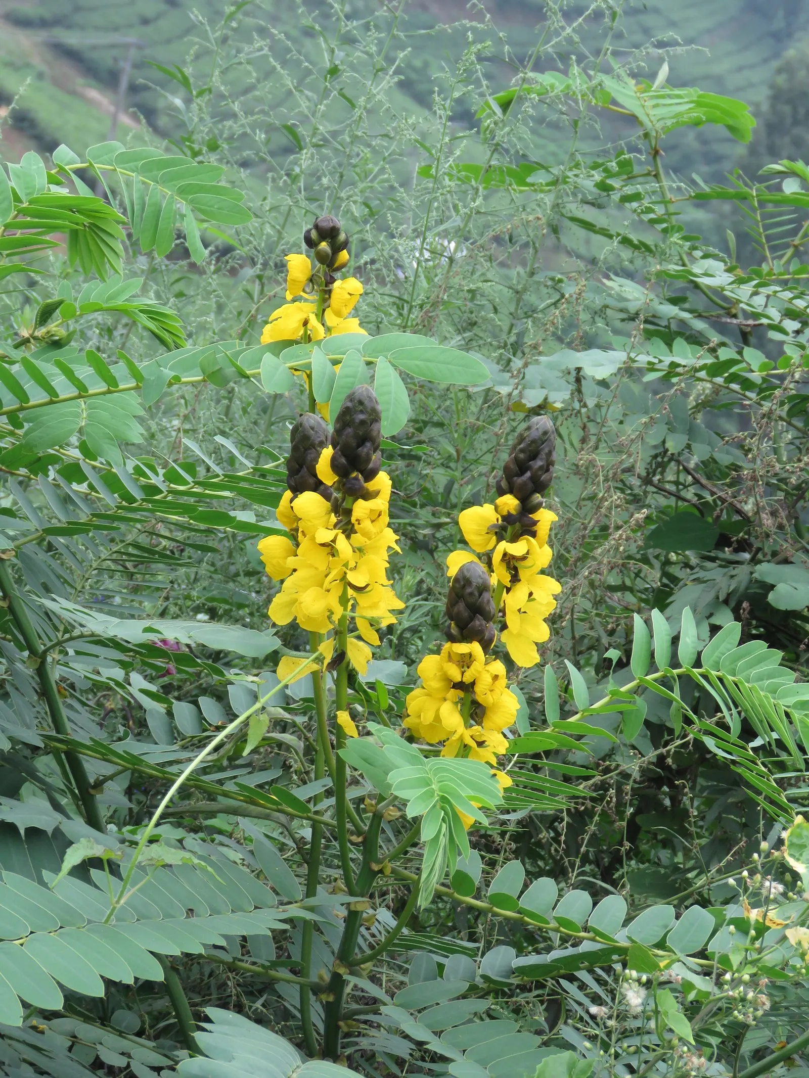 Popcorn Cassia, African Cassia (Senna Didymobotrya) — alternatively known as African Cassia or Senna didymobotrya; butterfly-attracting flowers in, image 65