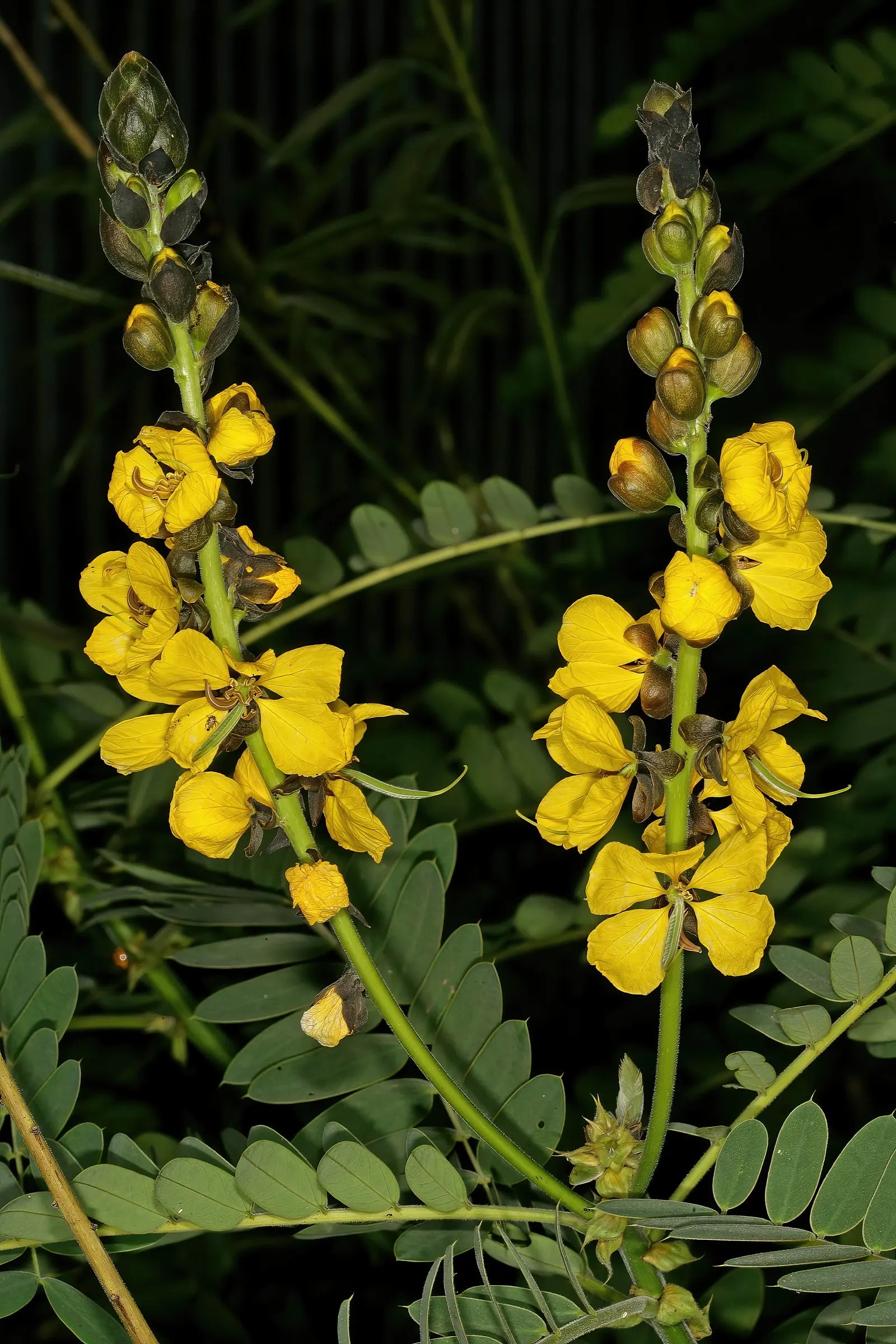 Popcorn Cassia, African Cassia (Senna Didymobotrya) — Title: Popcorn Cassia (Senna didymobotrya)<br><br>The Popcorn Cassia