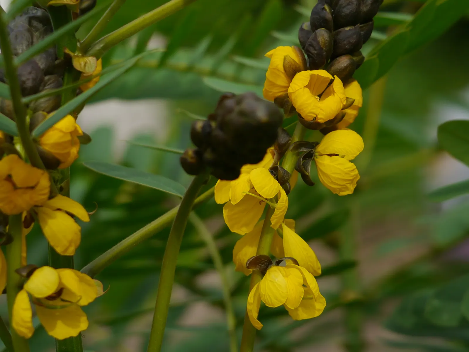 Popcorn Cassia, African Cassia (Senna Didymobotrya) — alternatively known as African Cassia or Senna didymobotrya