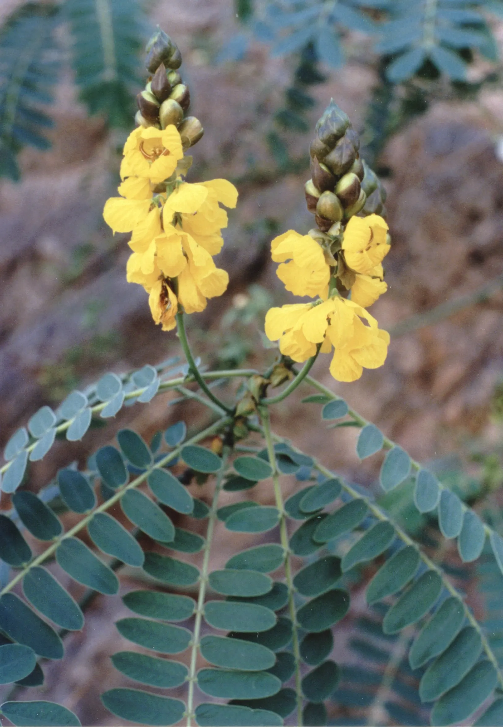 Popcorn Cassia, African Cassia (Senna Didymobotrya) — This species thrives in full sun to partial shade and prefers well-draining soil conditions, image 74