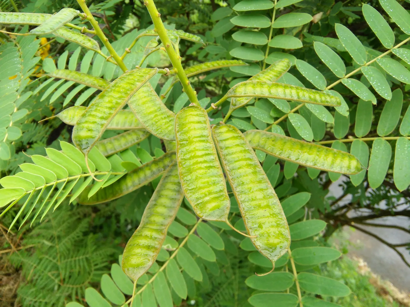 Popcorn Cassia, African Cassia (Senna Didymobotrya) — shrub with yellow blooms