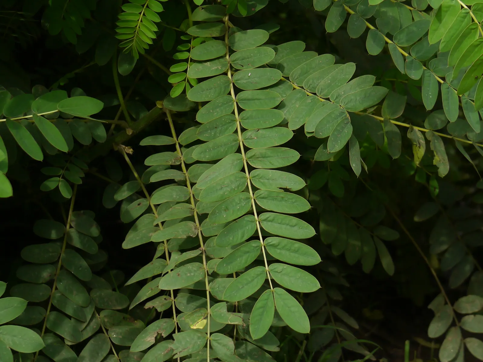 Popcorn Cassia, African Cassia (Senna Didymobotrya) — shrub with yellow blooms; this species thrives in full sun to partial shade and prefers well-draining