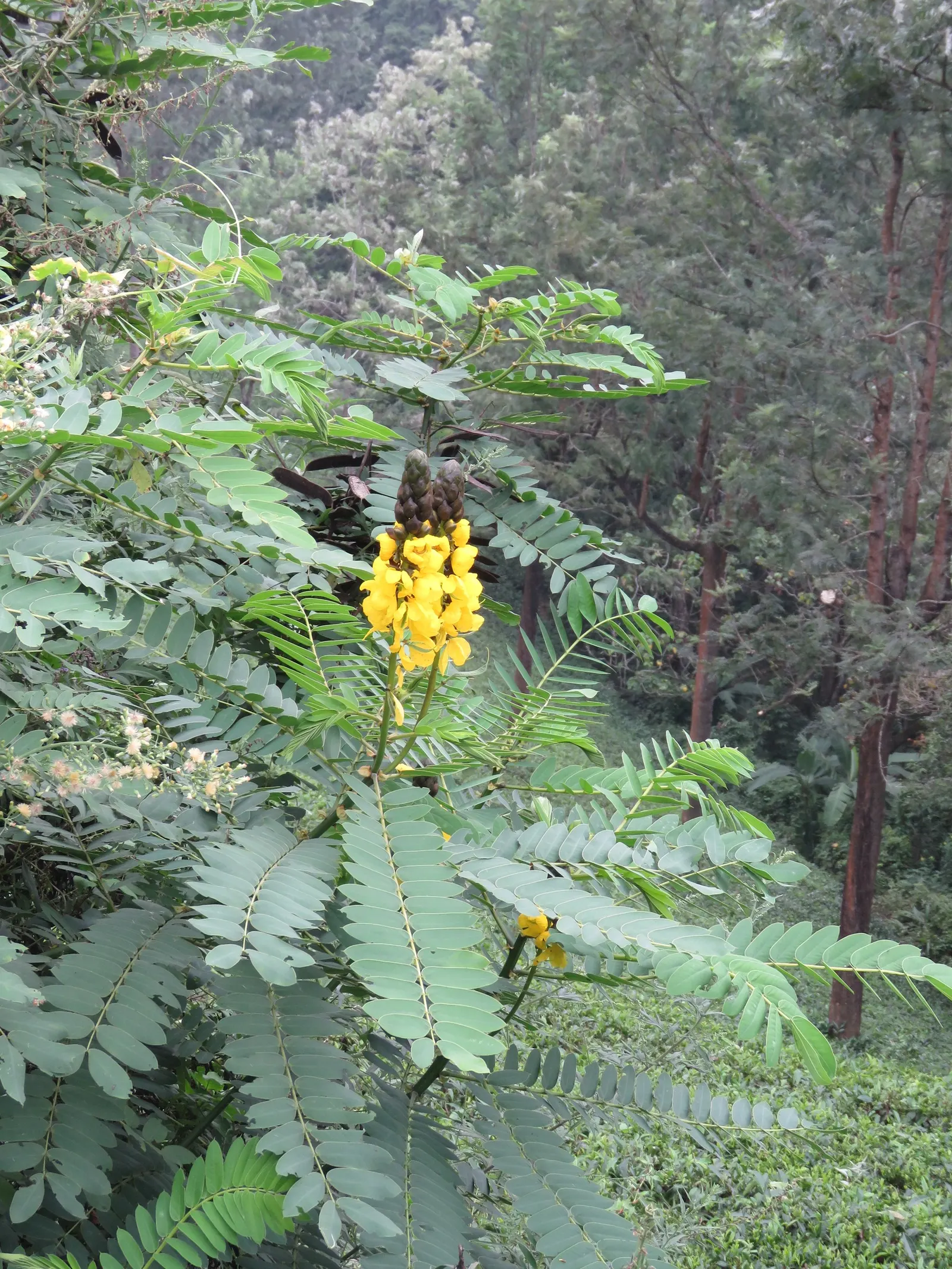 Popcorn Cassia, African Cassia (Senna Didymobotrya) — Due to the presence of compounds in its foliage that can deter pests; this species thrives in full sun to