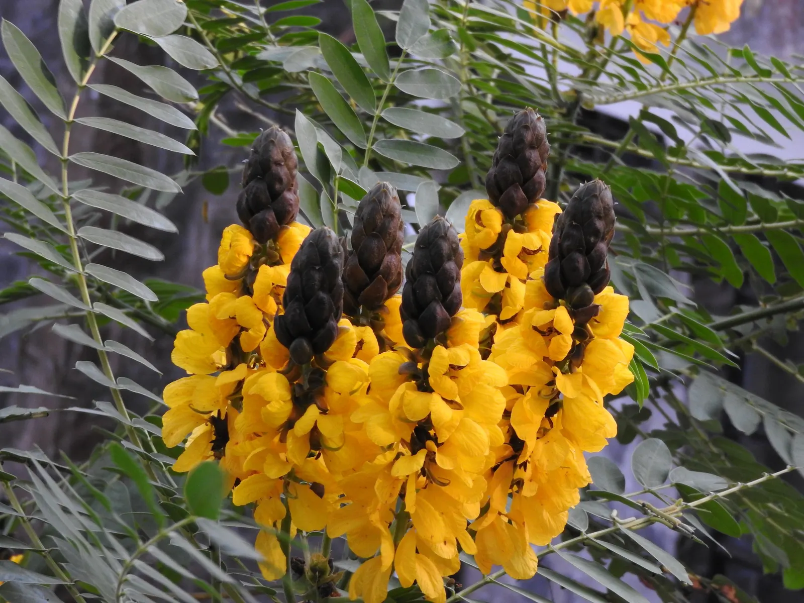 Popcorn Cassia, African Cassia (Senna Didymobotrya) — with a spread of 2 to 3 feet; its striking appearance, paired with its aromatic qualities, image 72