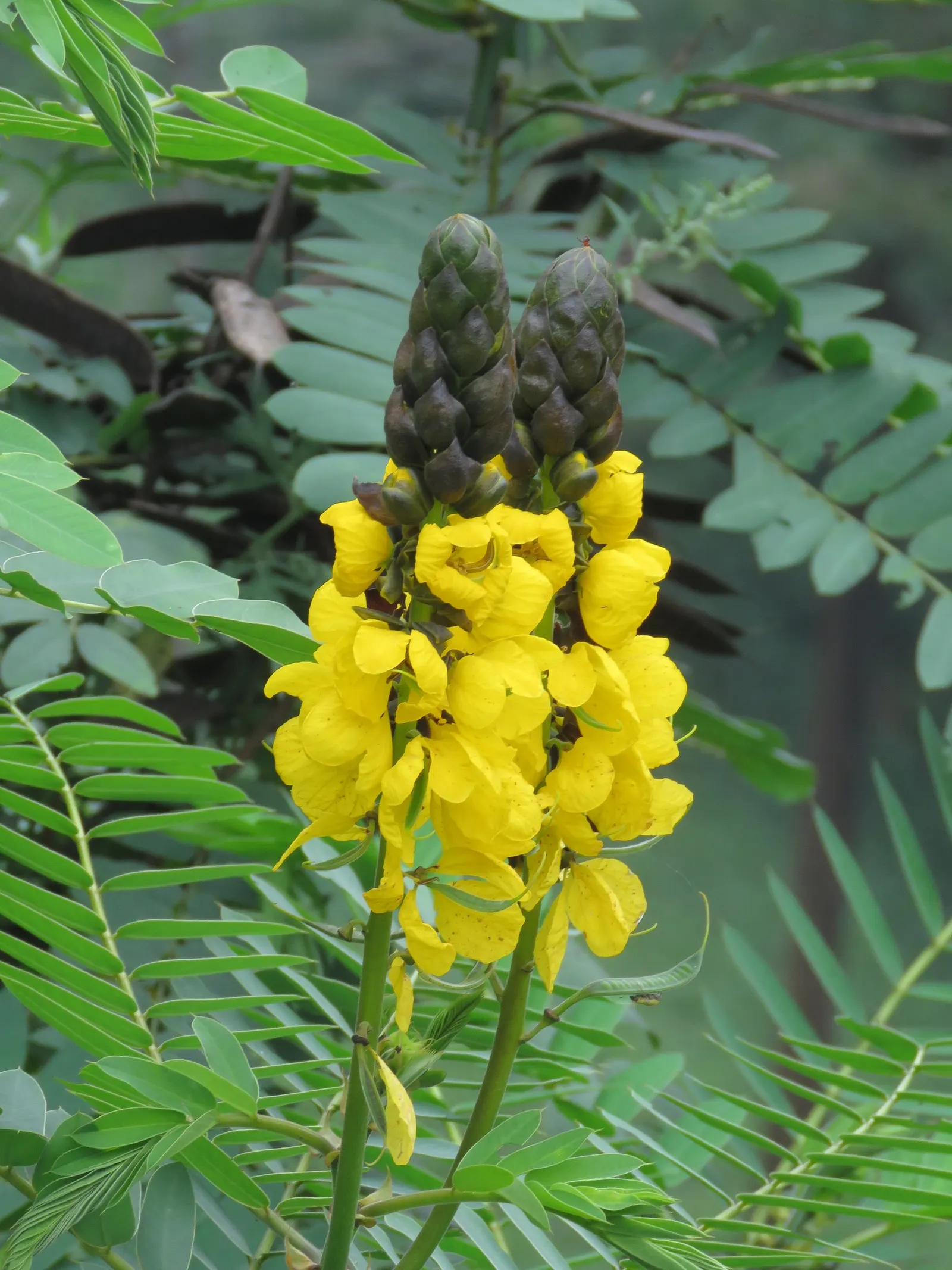 Popcorn Cassia, African Cassia (Senna Didymobotrya) — eye-catching racemes of bright yellow flowers; its striking appearance, paired with its, image 68