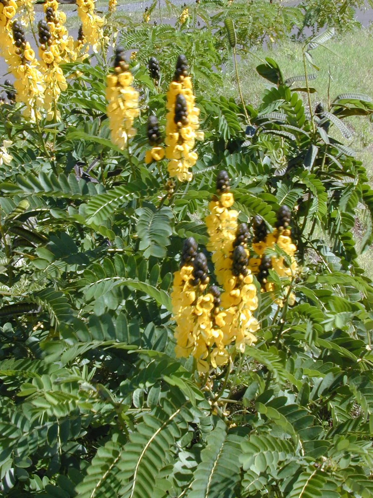 Popcorn Cassia, African Cassia (Senna Didymobotrya) — It also serves as an attractive plant for pollinators, inviting a variety of bees and, image 78