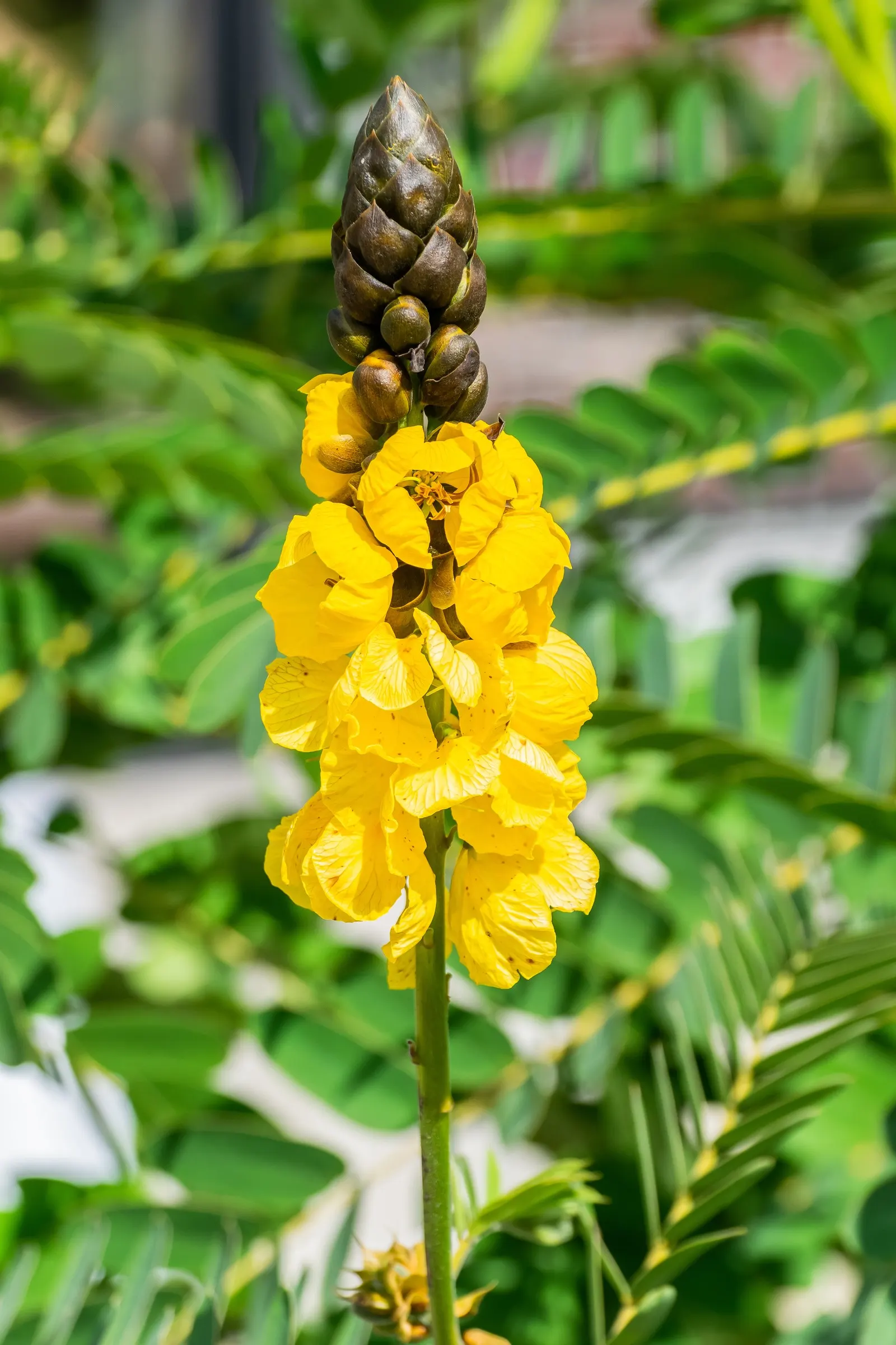 Popcorn Cassia, African Cassia (Senna Didymobotrya) — Title: Popcorn Cassia (Senna didymobotrya)<br><br>The Popcorn Cassia; its striking appearance, paired