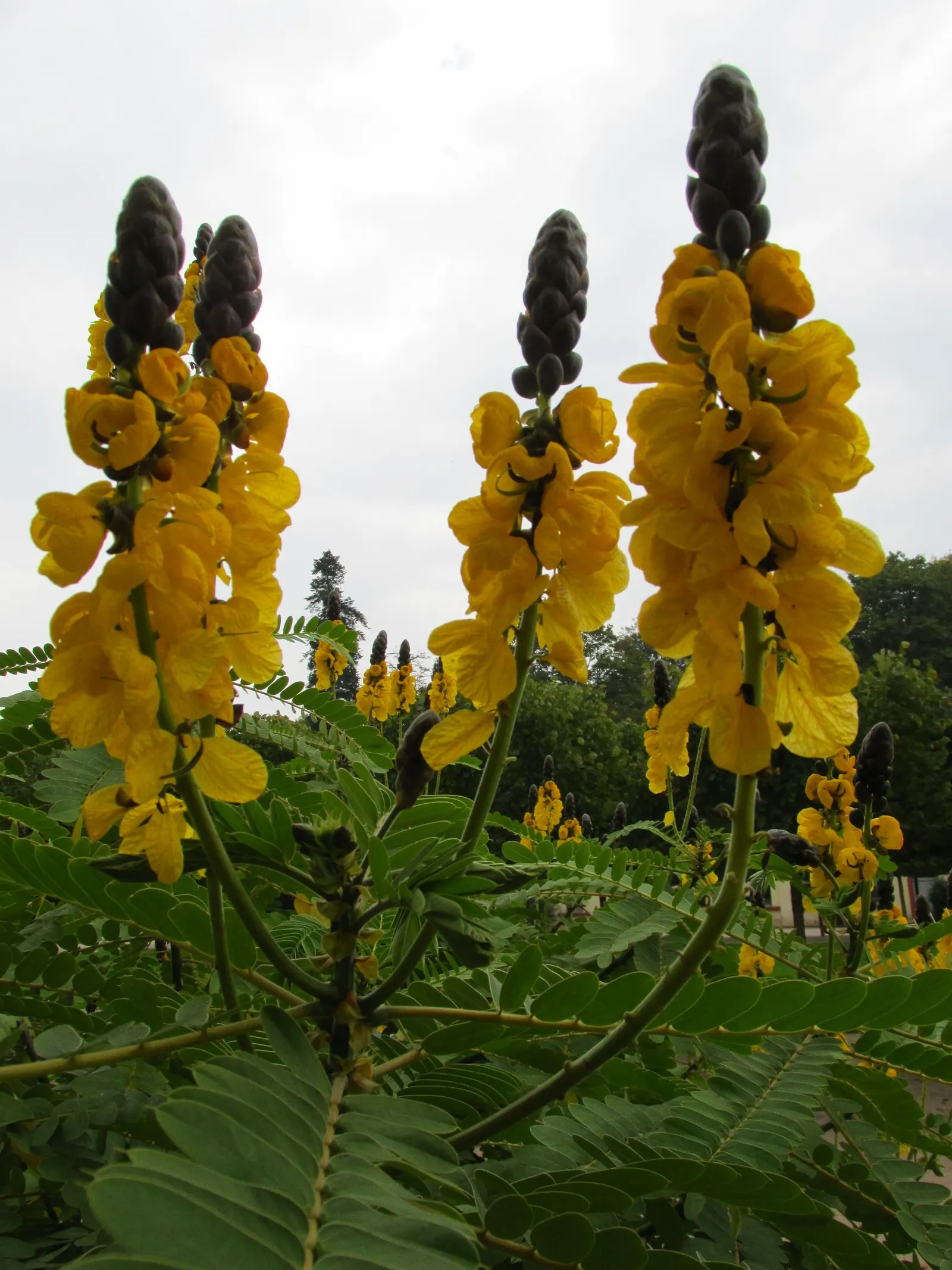 Popcorn Cassia, African Cassia (Senna Didymobotrya) — the plant's unique fragrance adds an olfactory dimension to the garden that is particularly noticeable on