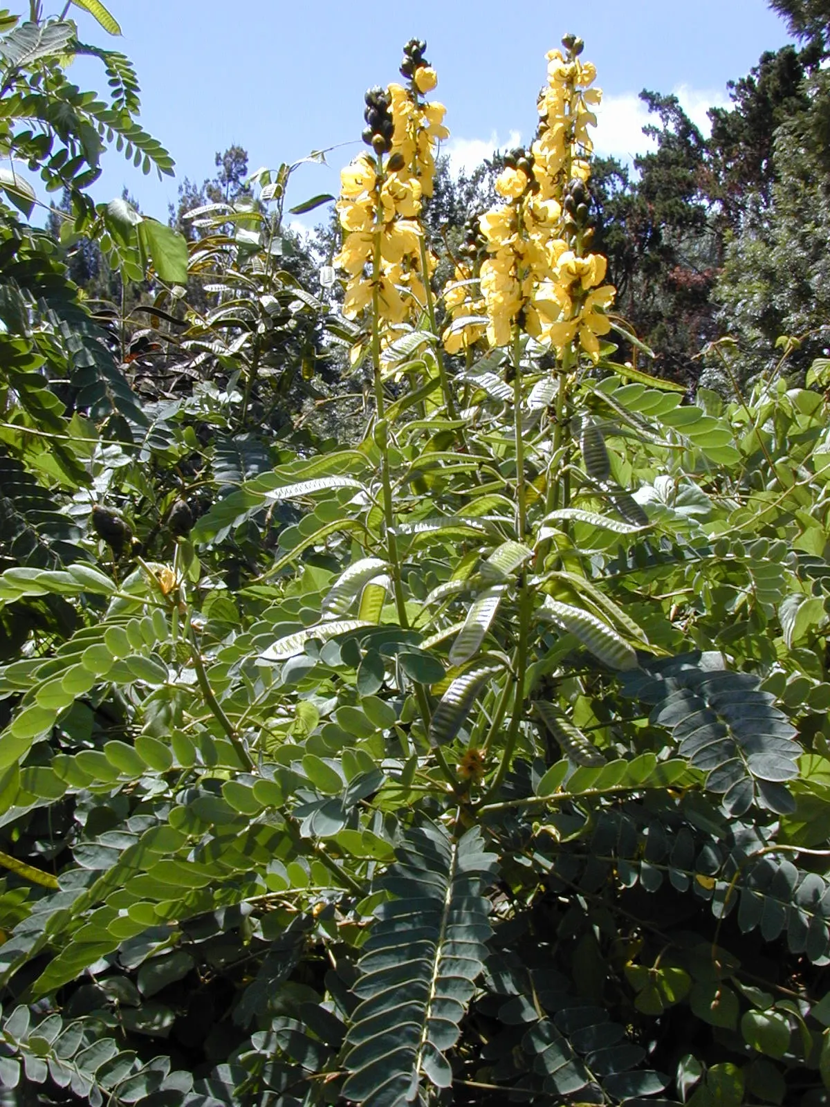 Popcorn Cassia, African Cassia (Senna Didymobotrya) — the flowers exude a distinctive scent reminiscent of buttered popcorn; this plant is renowned, image 70