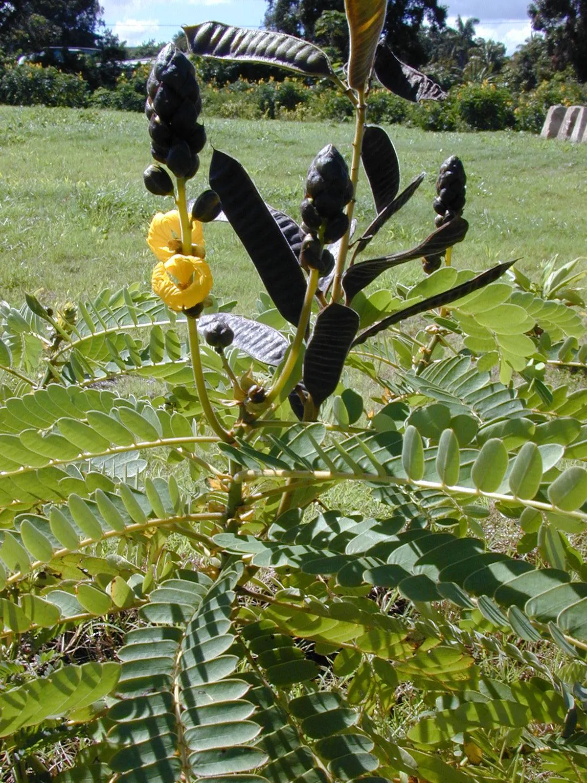 Popcorn Cassia, African Cassia (Senna Didymobotrya) — Its striking appearance, paired with its aromatic qualities, ensures a captivating garden, image 53