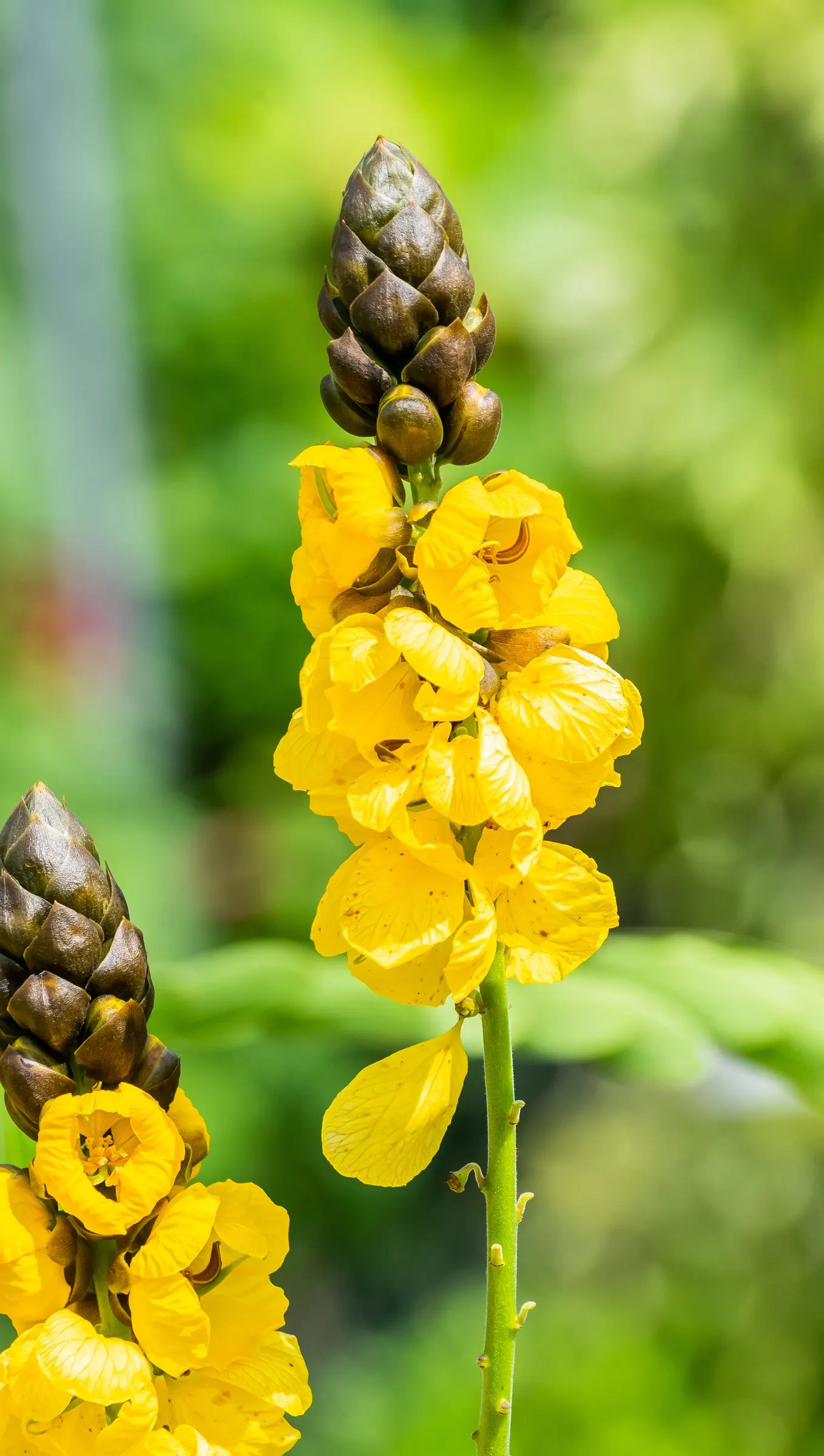 Popcorn Cassia, African Cassia (Senna Didymobotrya) — It is suitable for USDA hardiness zones 9 to 11; this species thrives in full sun to partial shade and