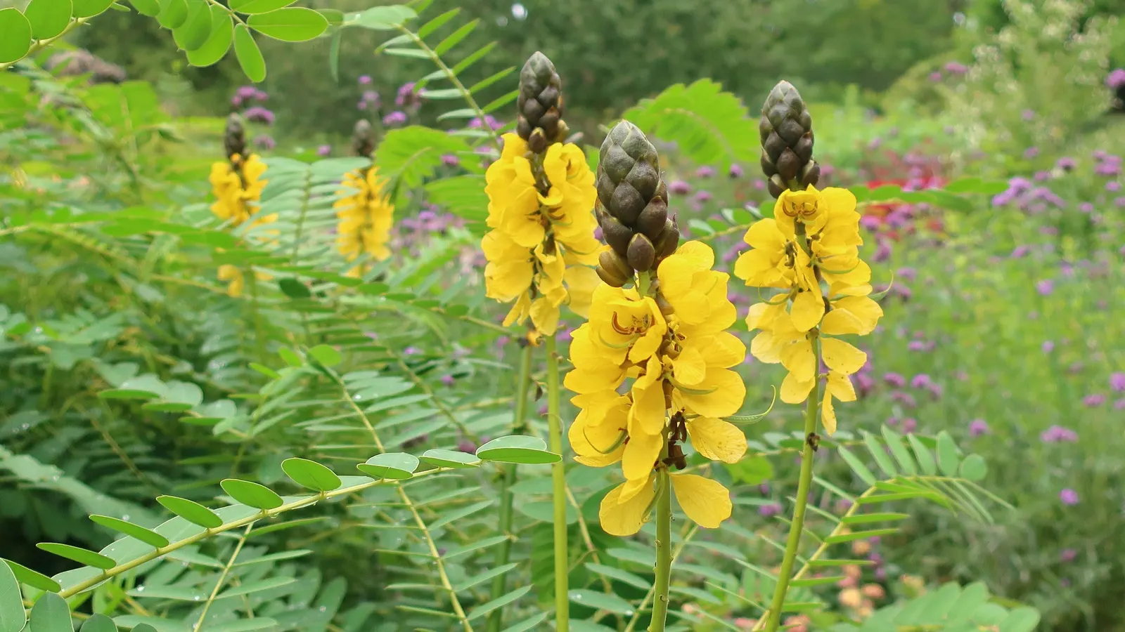 Popcorn Cassia, African Cassia (Senna Didymobotrya) — this plant is renowned for its pinnate