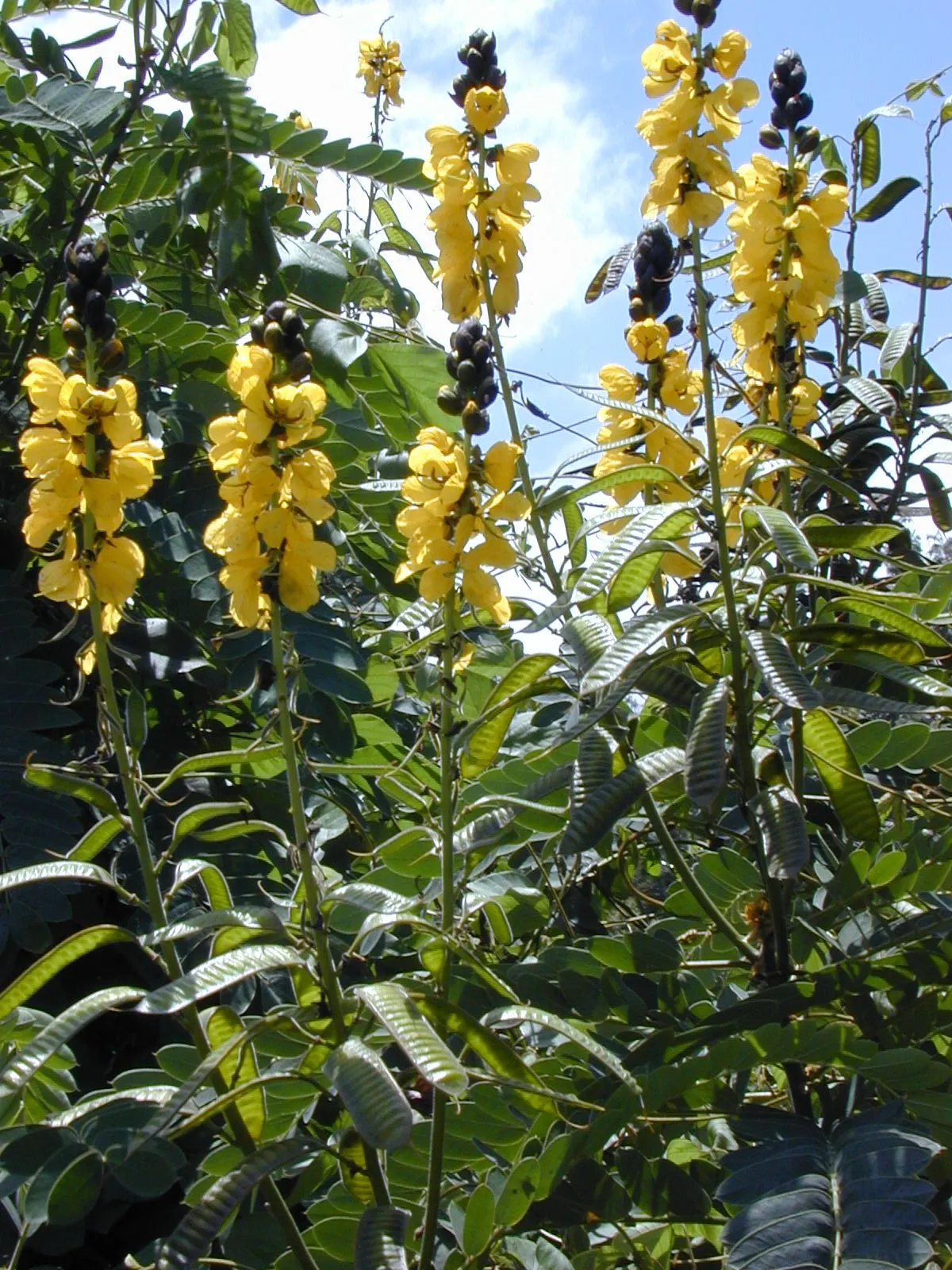 Popcorn Cassia, African Cassia (Senna Didymobotrya) — butterfly-attracting flowers in summer to fall; its striking appearance, paired with its, image 60
