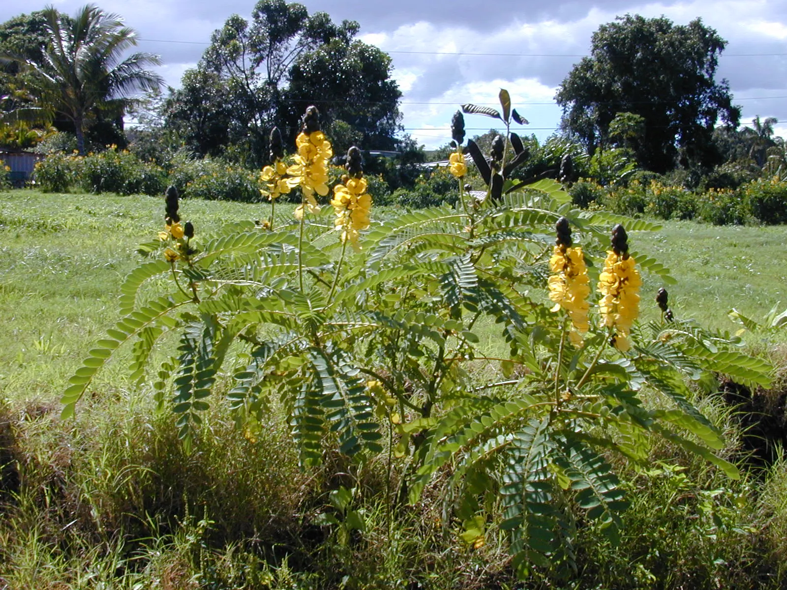 Popcorn Cassia, African Cassia (Senna Didymobotrya) — butterfly-attracting flowers in summer to fall