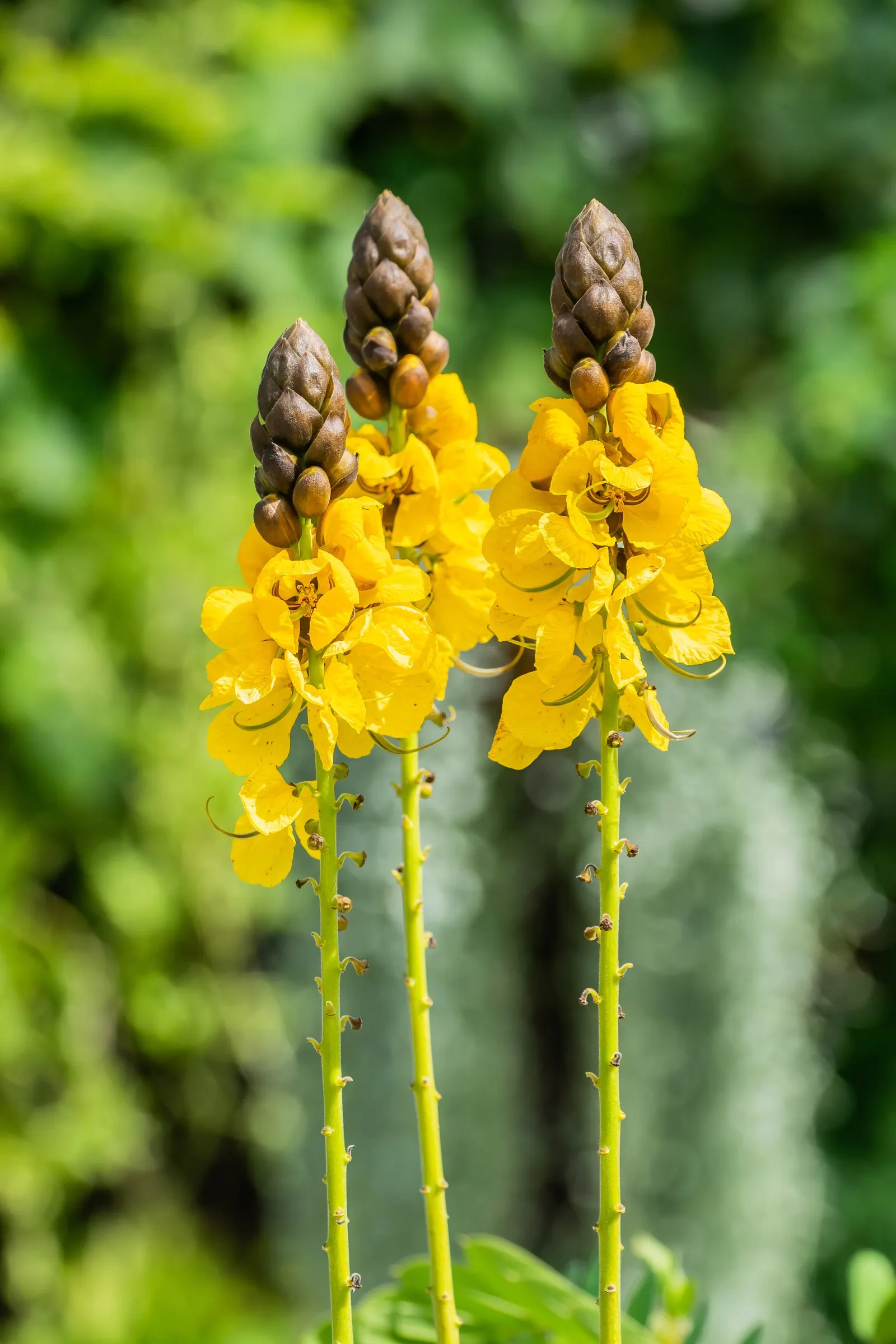 Popcorn Cassia, African Cassia (Senna Didymobotrya) — yellow flowers in the garden; this plant is renowned for its pinnate