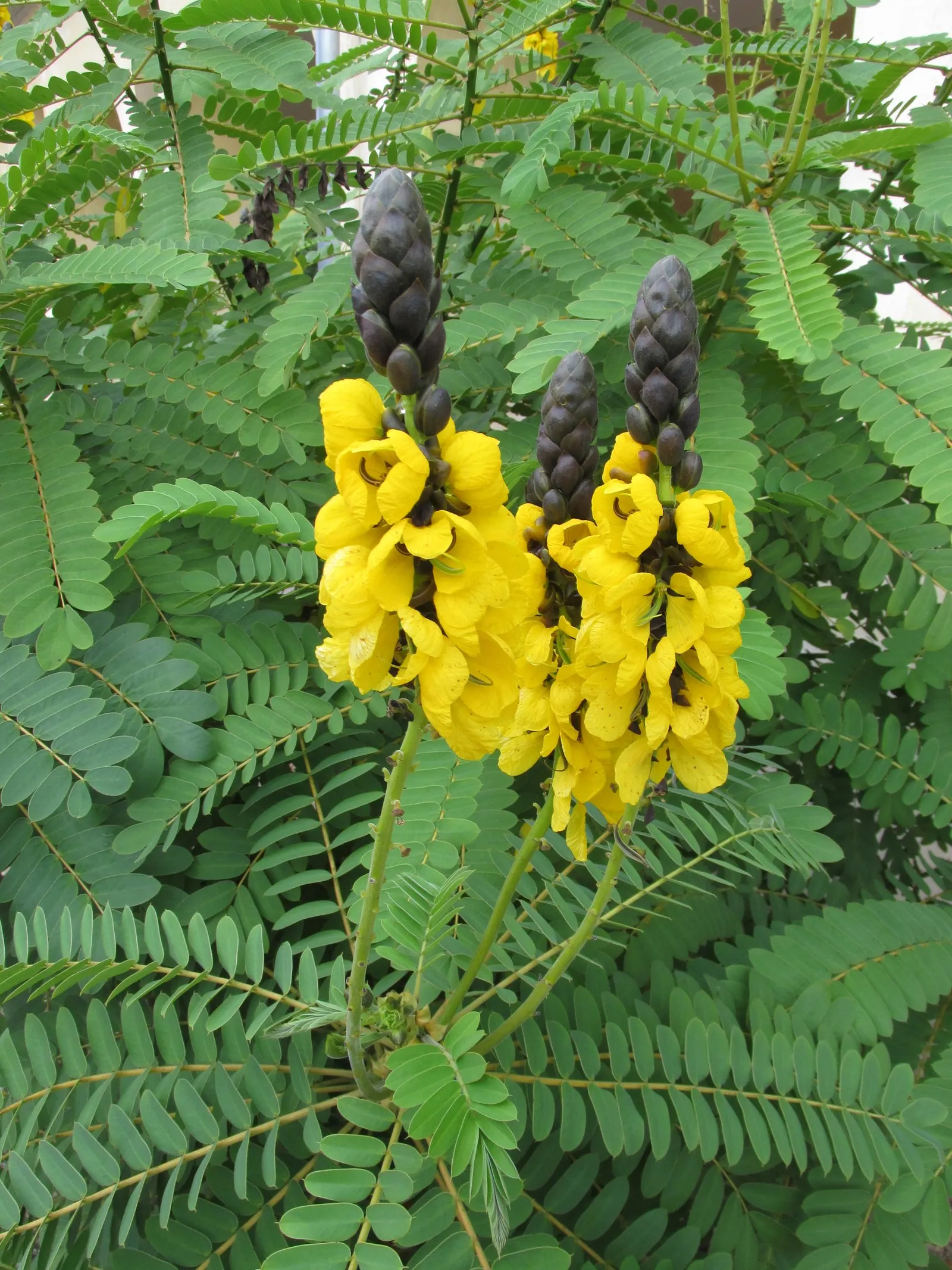 Popcorn Cassia, African Cassia (Senna Didymobotrya) — this plant is renowned for its pinnate; this species thrives in full sun to partial shade and prefers