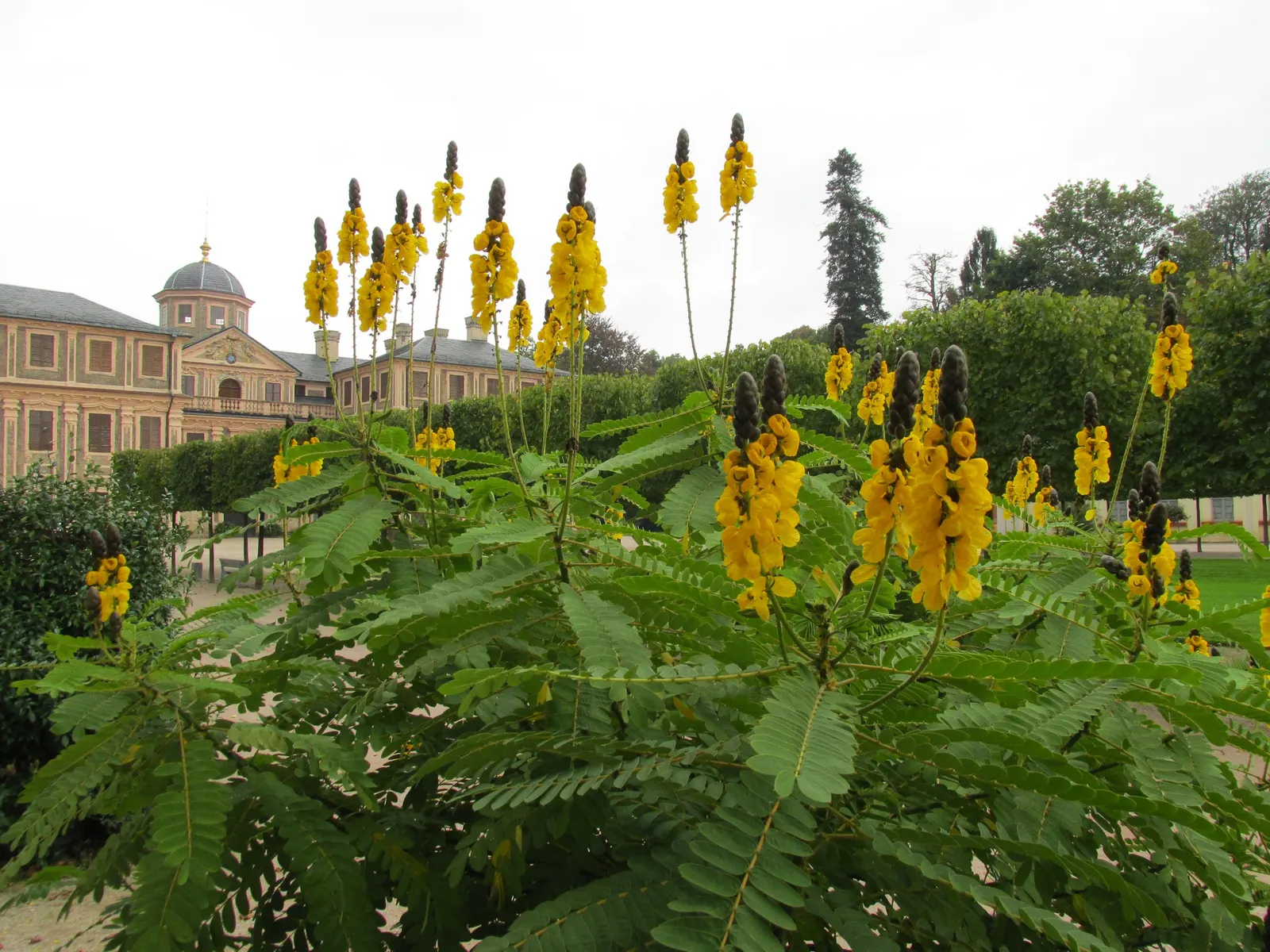 Popcorn Cassia, African Cassia (Senna Didymobotrya) — alternatively known as African Cassia or Senna didymobotrya; butterfly-attracting flowers in summer to